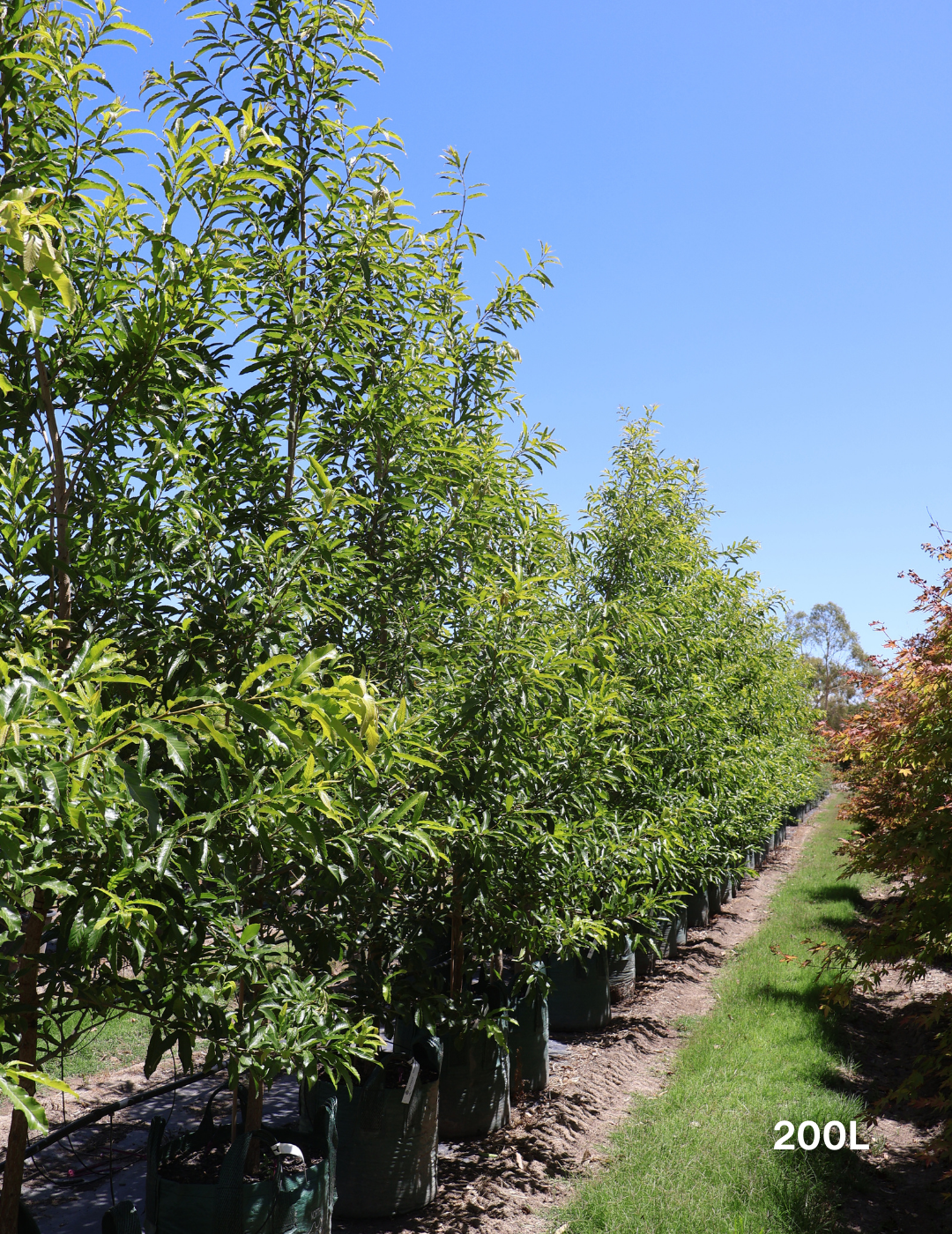 Quercus acutissima - Sawtooth Oak - Evergreen Trees Direct