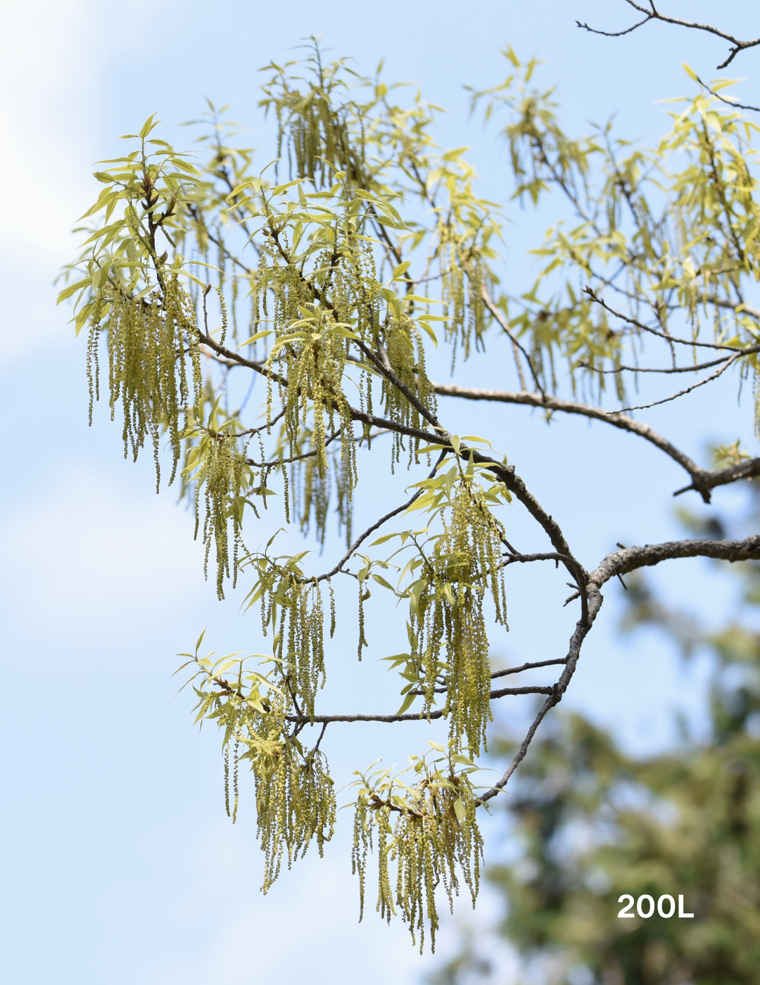 Quercus acutissima - Sawtooth Oak - Evergreen Trees Direct