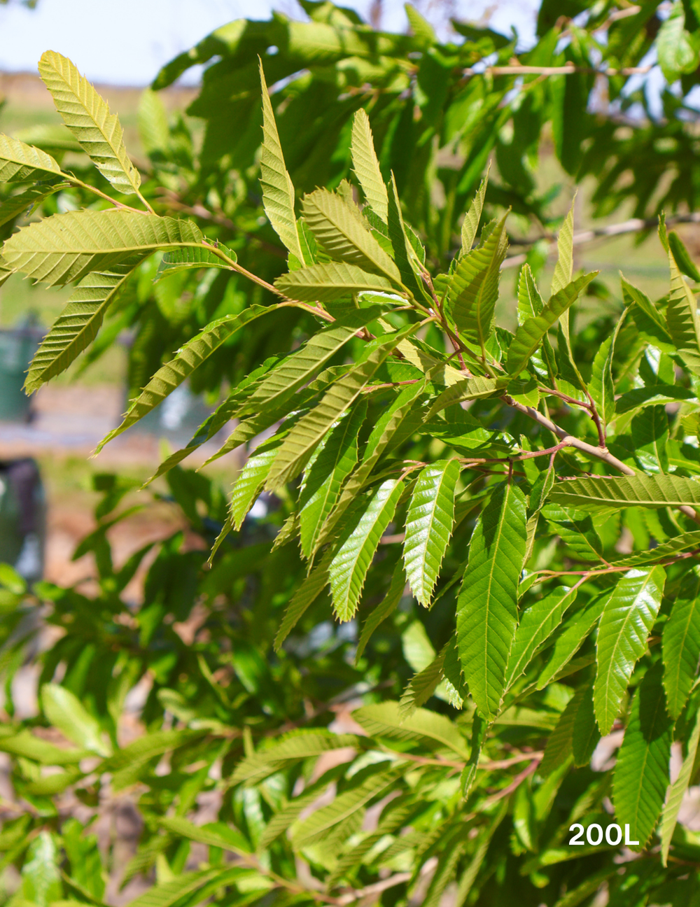 Quercus acutissima – Sawtooth Oak | Deciduous Tree for Shade & Habitat