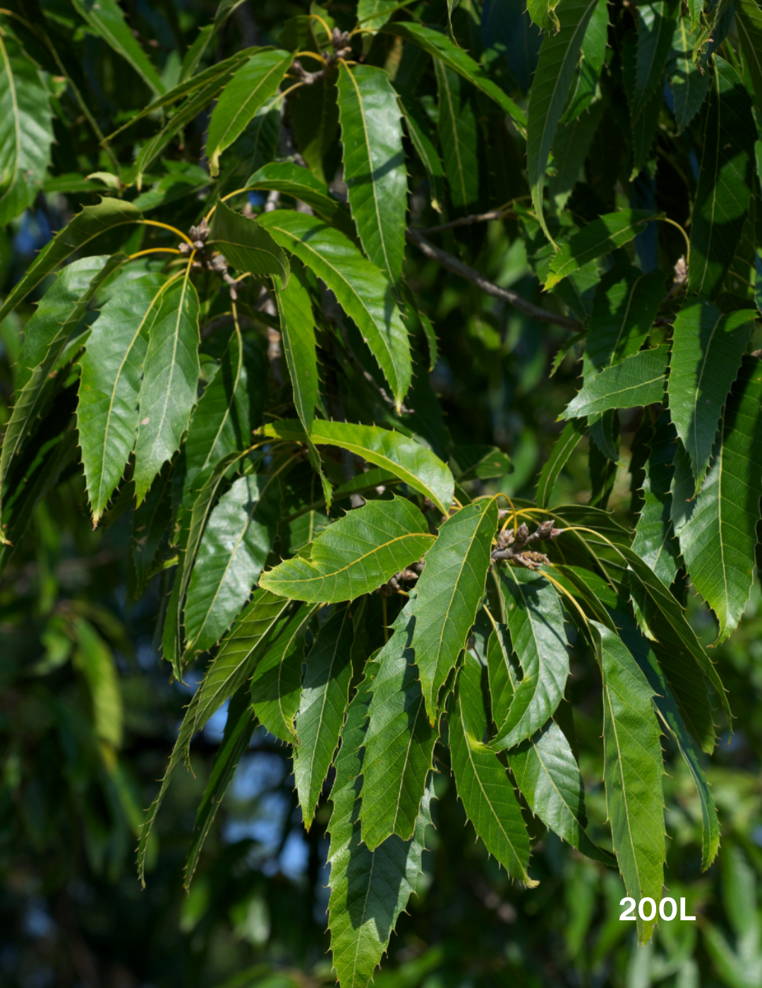 Quercus acutissima - Sawtooth Oak - Evergreen Trees Direct