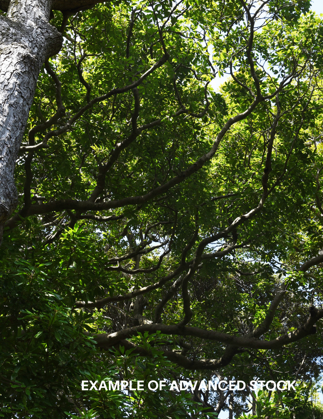 Quercus acutissima - Sawtooth Oak - Evergreen Trees Direct
