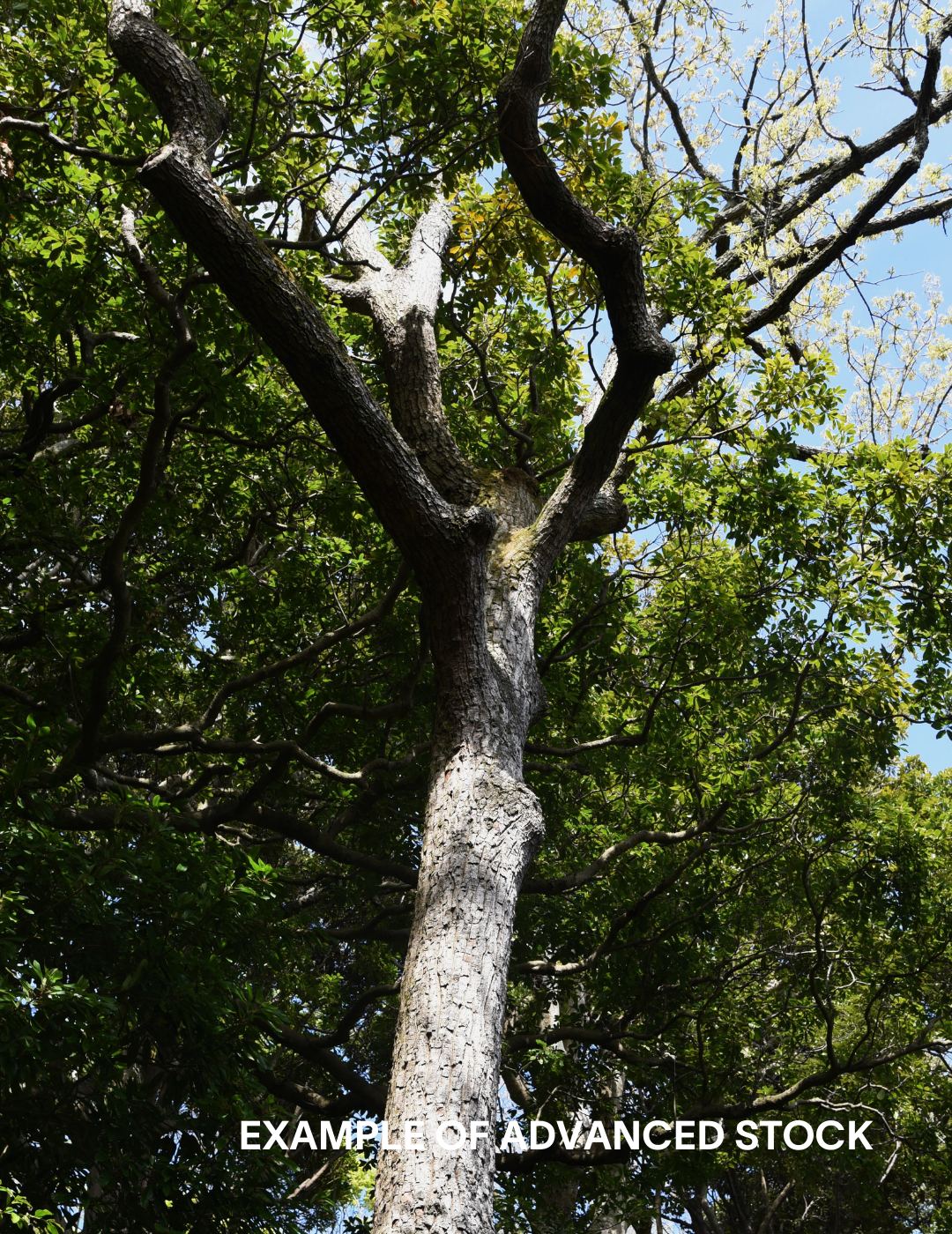 Quercus acutissima - Sawtooth Oak - Evergreen Trees Direct
