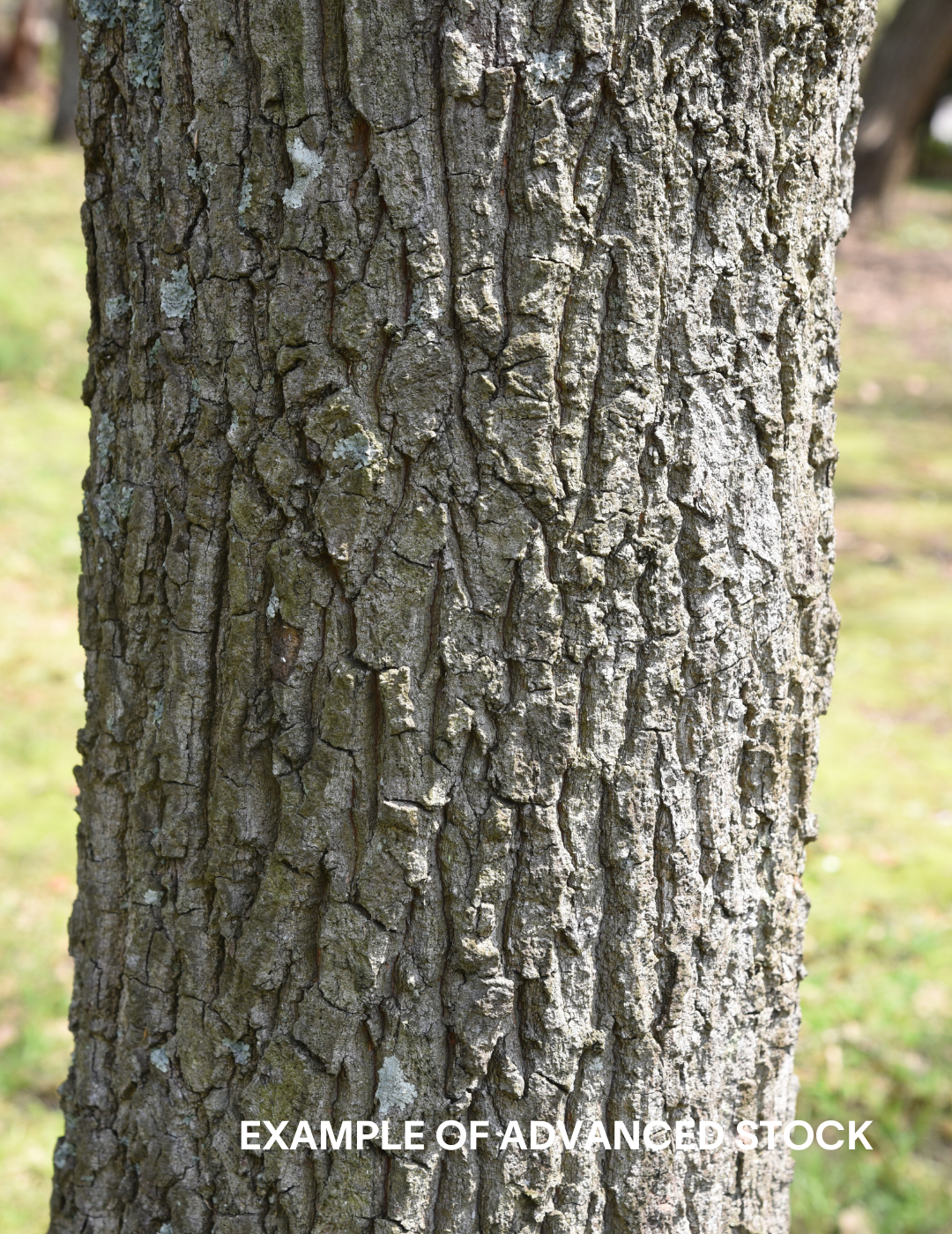 Quercus acutissima - Sawtooth Oak - Evergreen Trees Direct