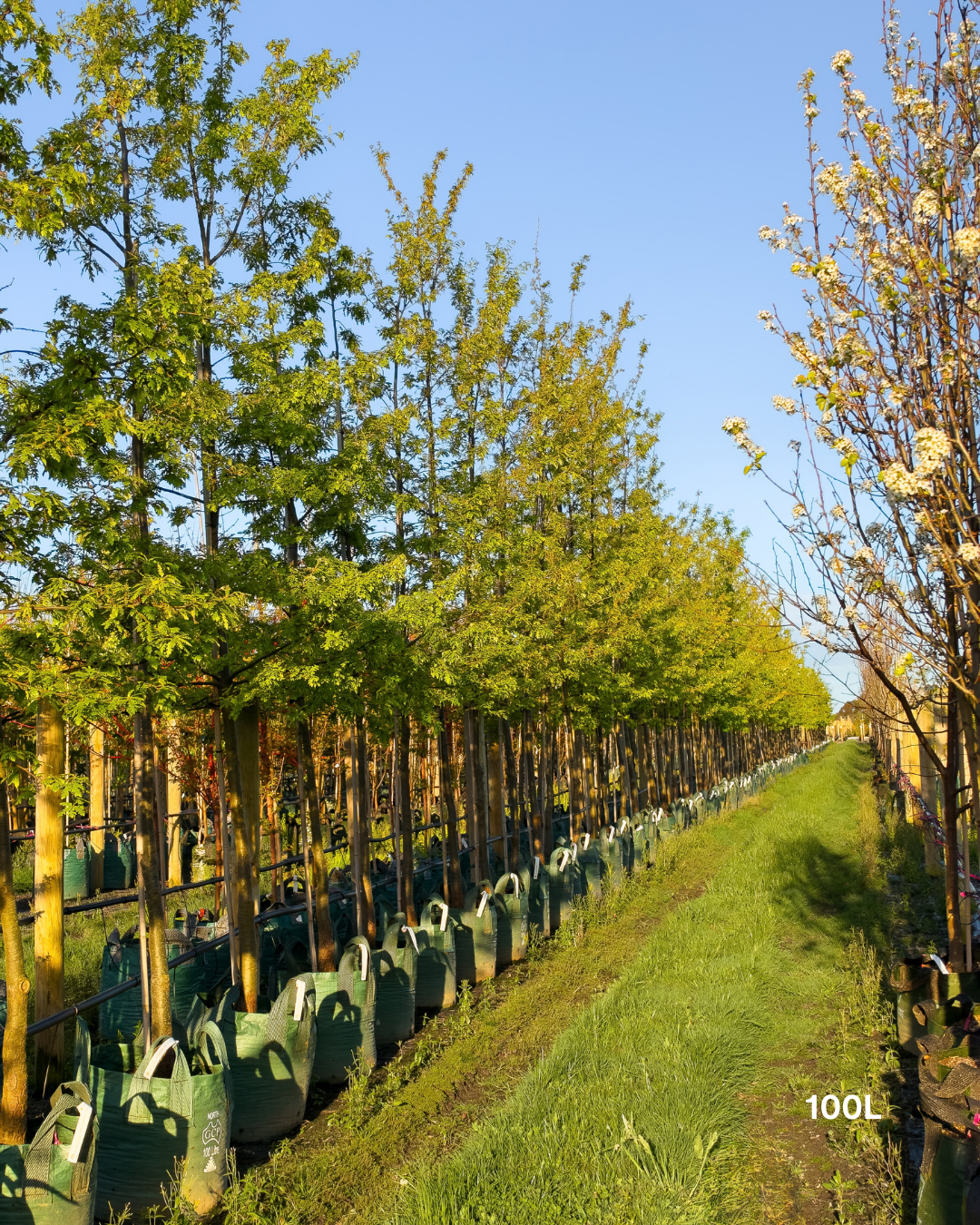 Quercus cerris – Turkey Oak