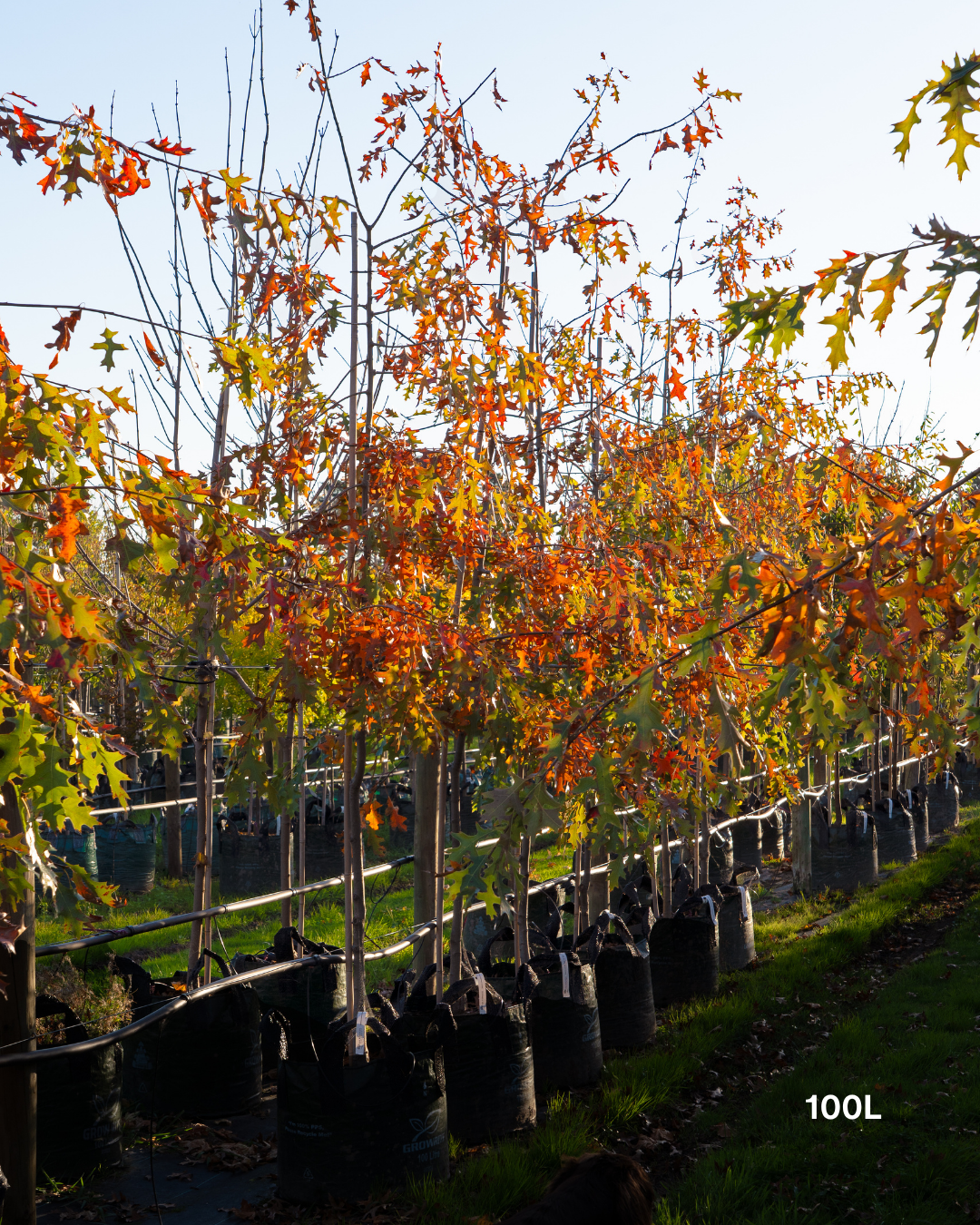 Quercus palustris ‘Early Fall’ – Early Fall Pin Oak