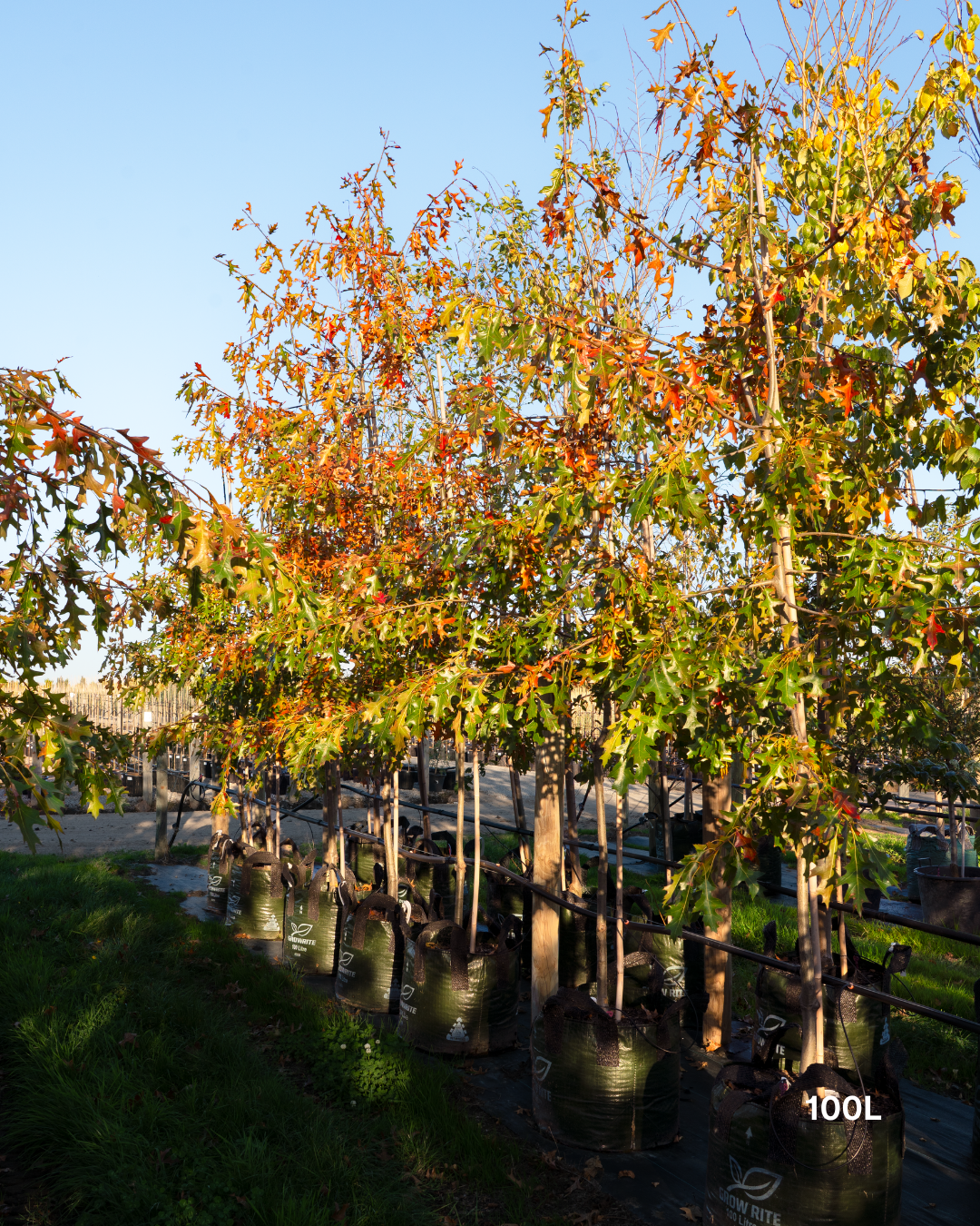 Quercus palustris ‘Early Fall’ – Early Fall Pin Oak