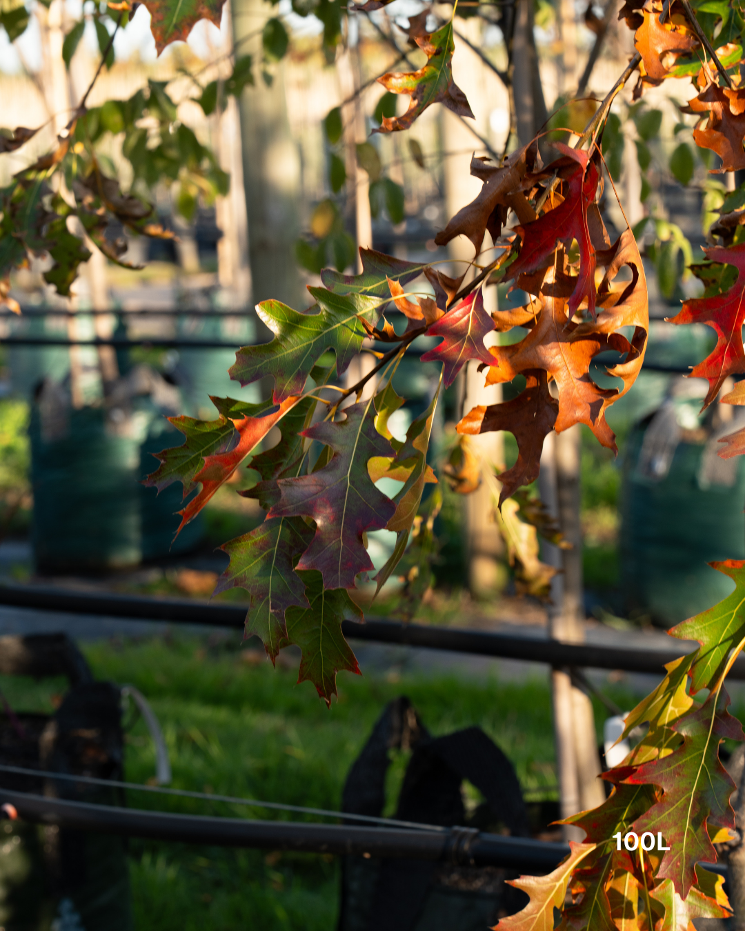 Quercus palustris ‘Early Fall’ – Early Fall Pin Oak
