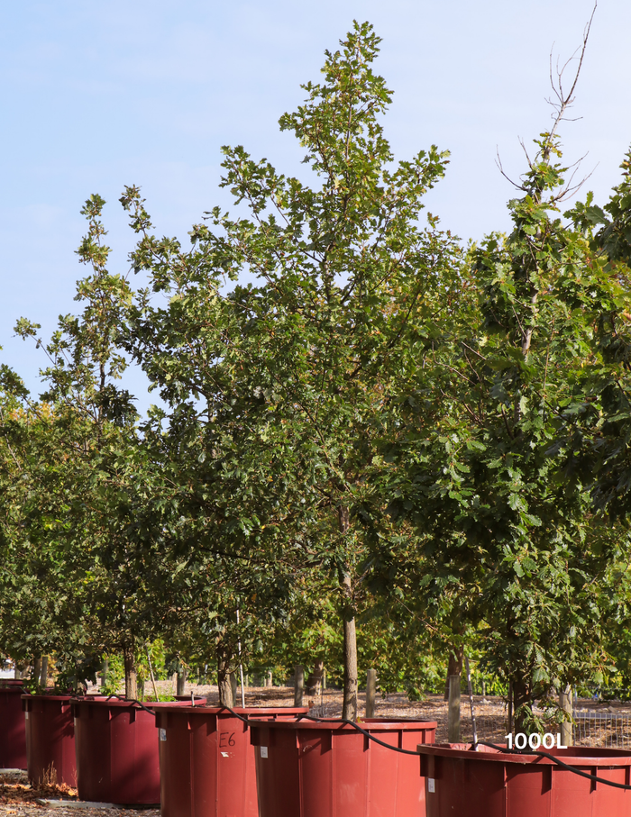 Quercus lusitanica – Lusitanian Oak - Evergreen Trees Direct