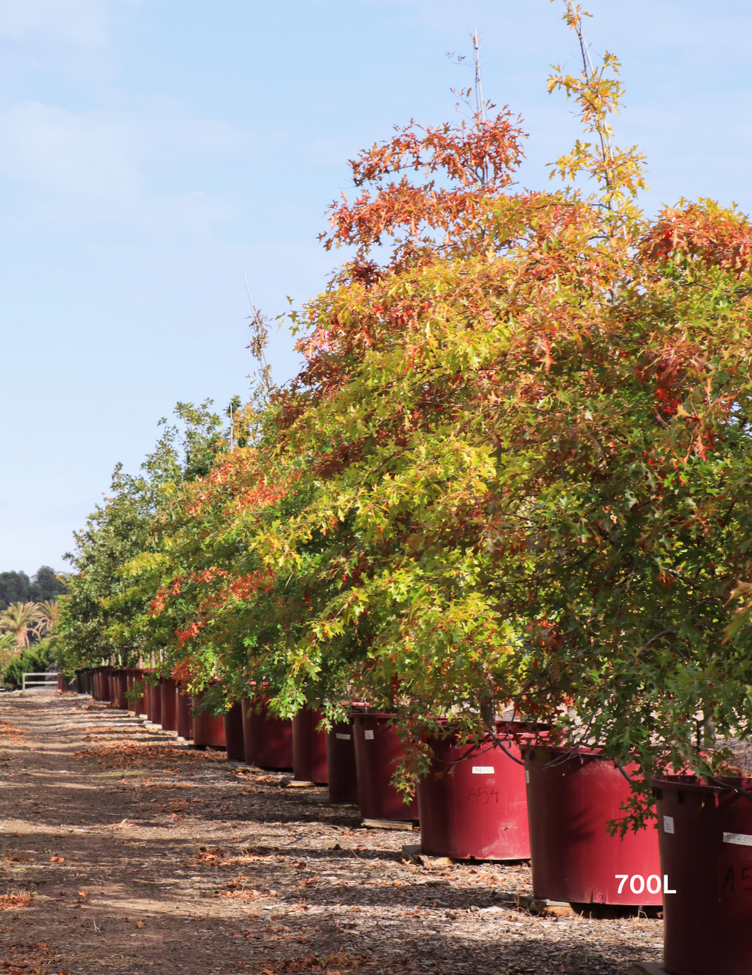 Quercus palustris - Pin Oak - Evergreen Trees Direct