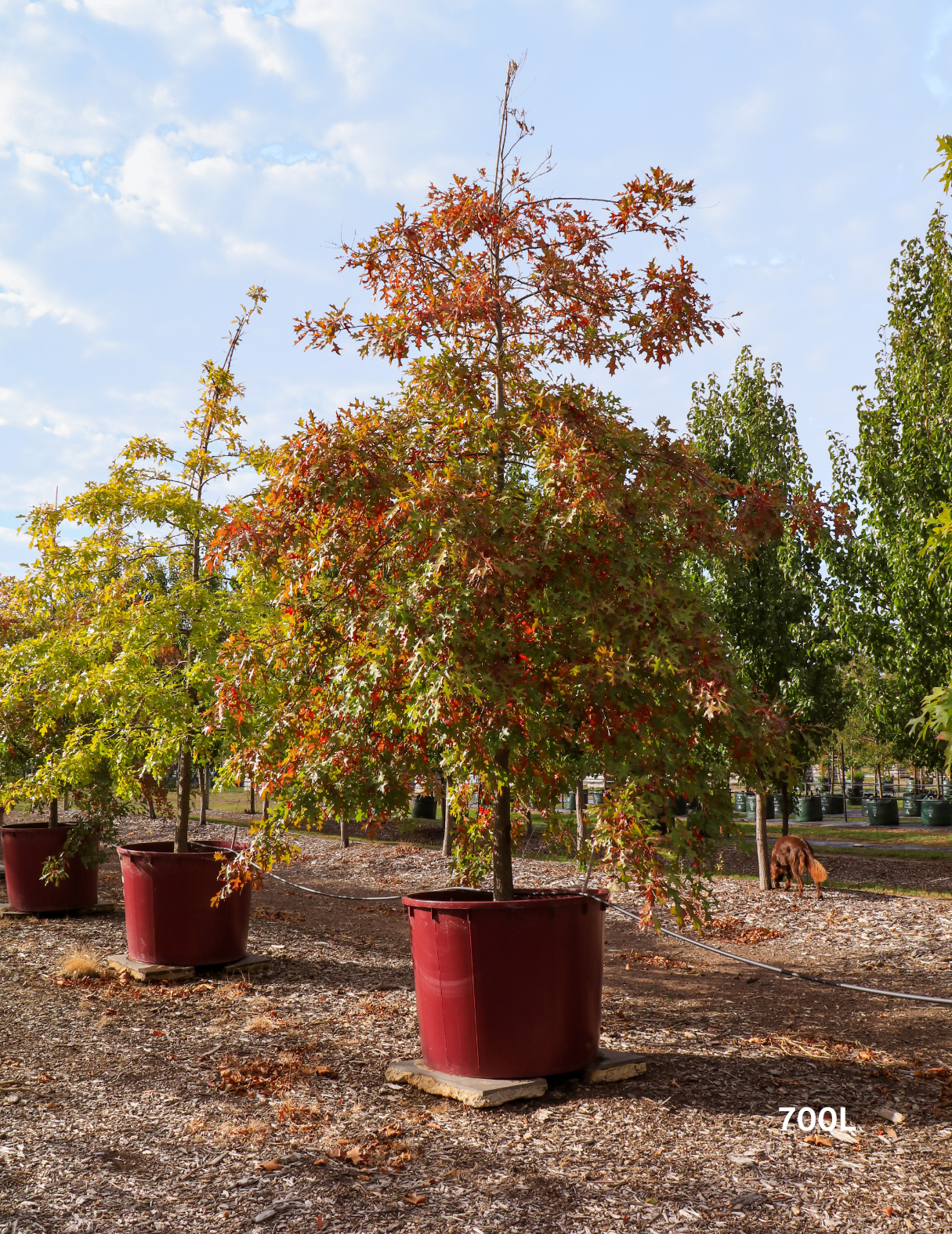 Quercus palustris - Pin Oak - Evergreen Trees Direct