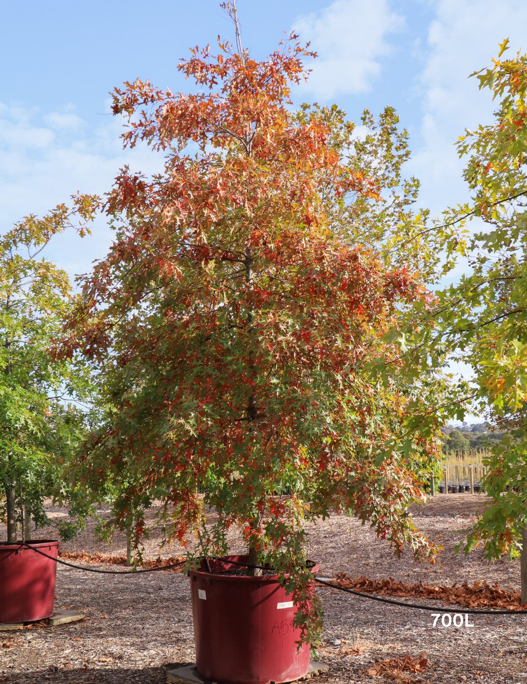 Quercus palustris - Pin Oak - Evergreen Trees Direct