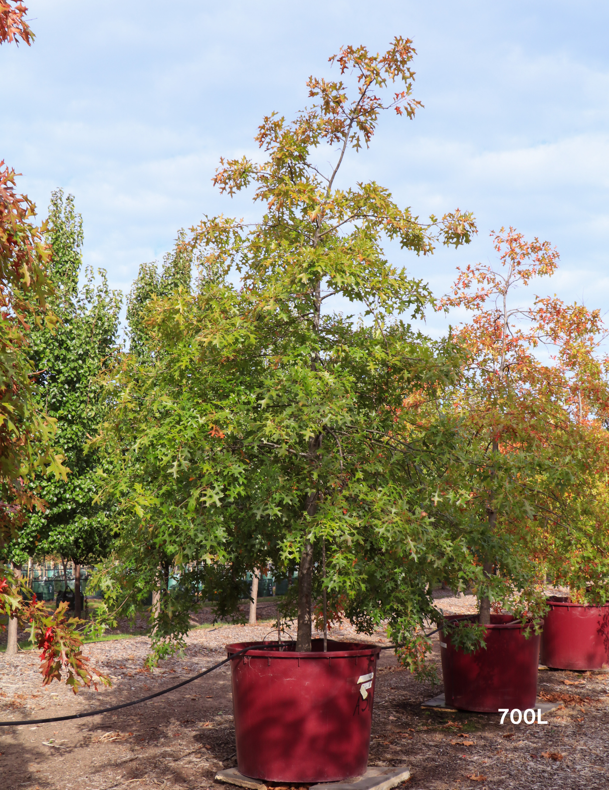 Quercus palustris - Pin Oak - Evergreen Trees Direct