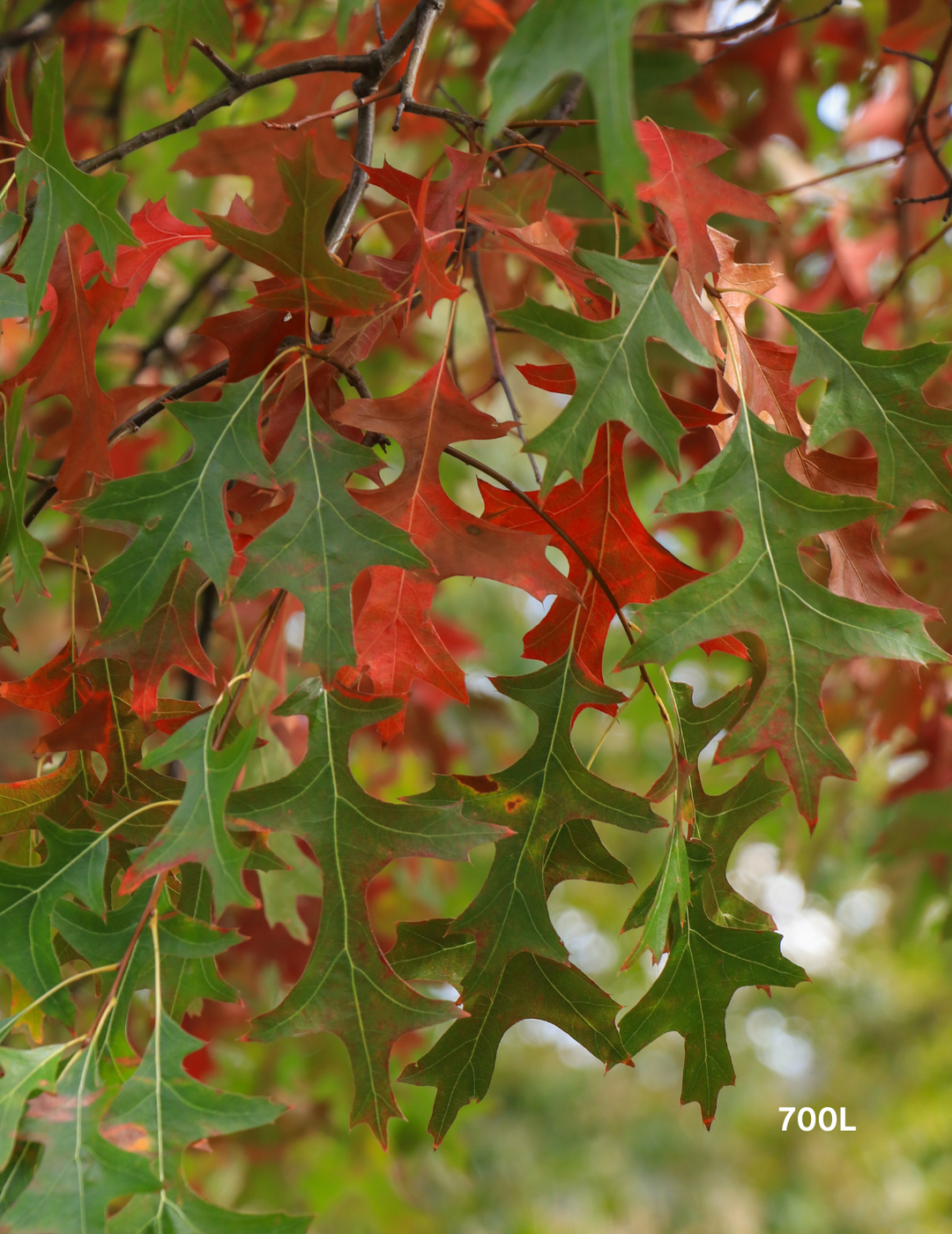 Quercus palustris - Pin Oak - Evergreen Trees Direct