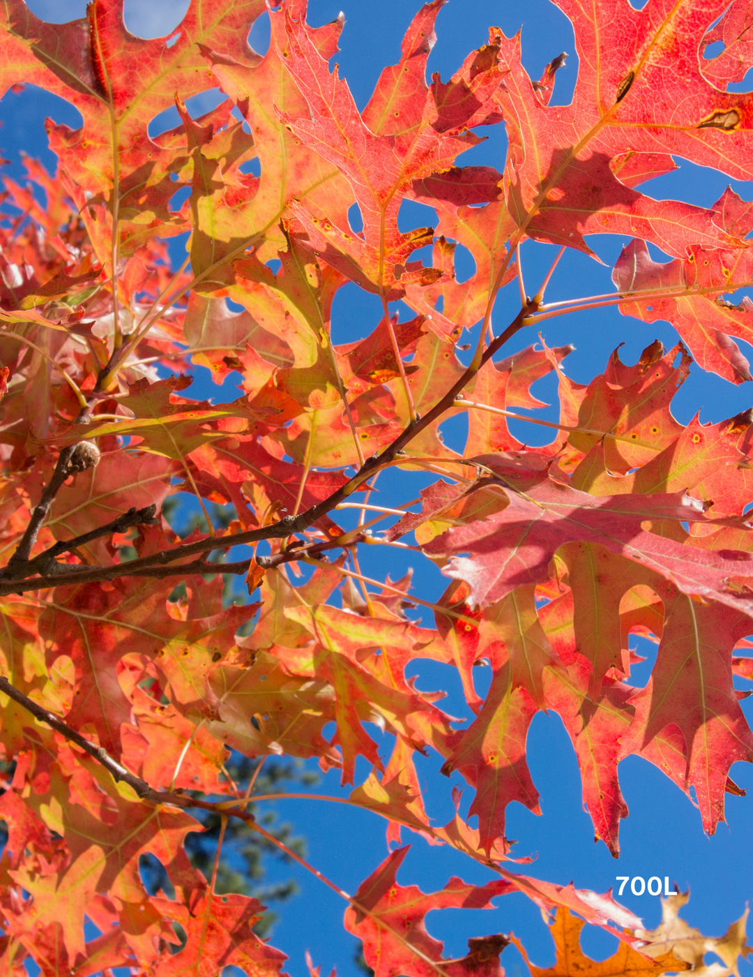 Quercus palustris - Pin Oak - Evergreen Trees Direct