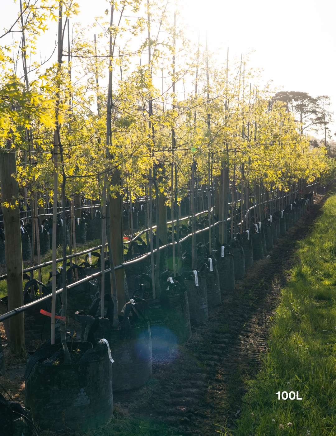 Quercus palustris ‘Early Fall’ – Early Fall Pin Oak - Evergreen Trees Direct