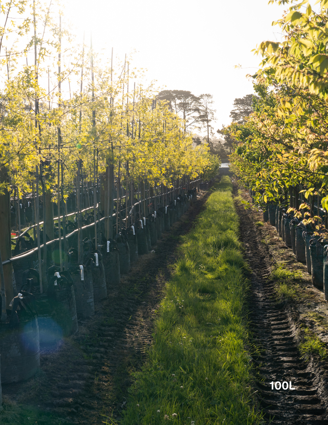 Quercus palustris ‘Early Fall’ – Early Fall Pin Oak - Evergreen Trees Direct