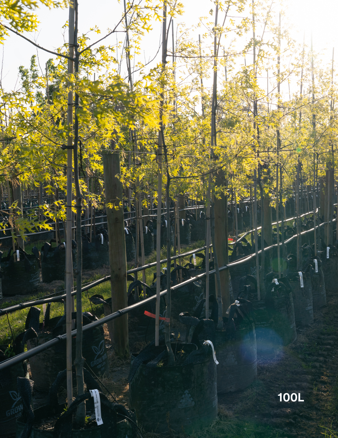 Quercus palustris ‘Early Fall’ – Early Fall Pin Oak - Evergreen Trees Direct