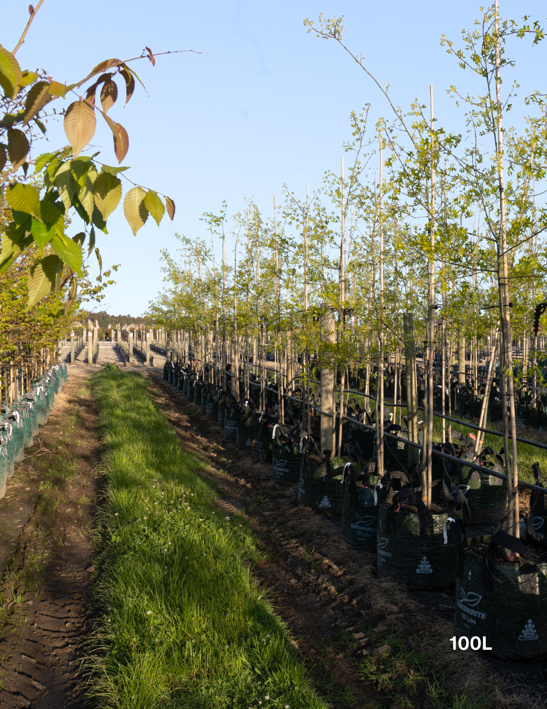 Quercus palustris ‘Early Fall’ – Early Fall Pin Oak - Evergreen Trees Direct