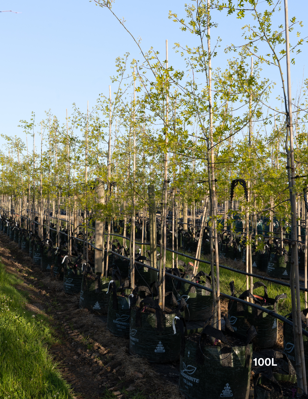 Quercus palustris ‘Early Fall’ – Early Fall Pin Oak - Evergreen Trees Direct