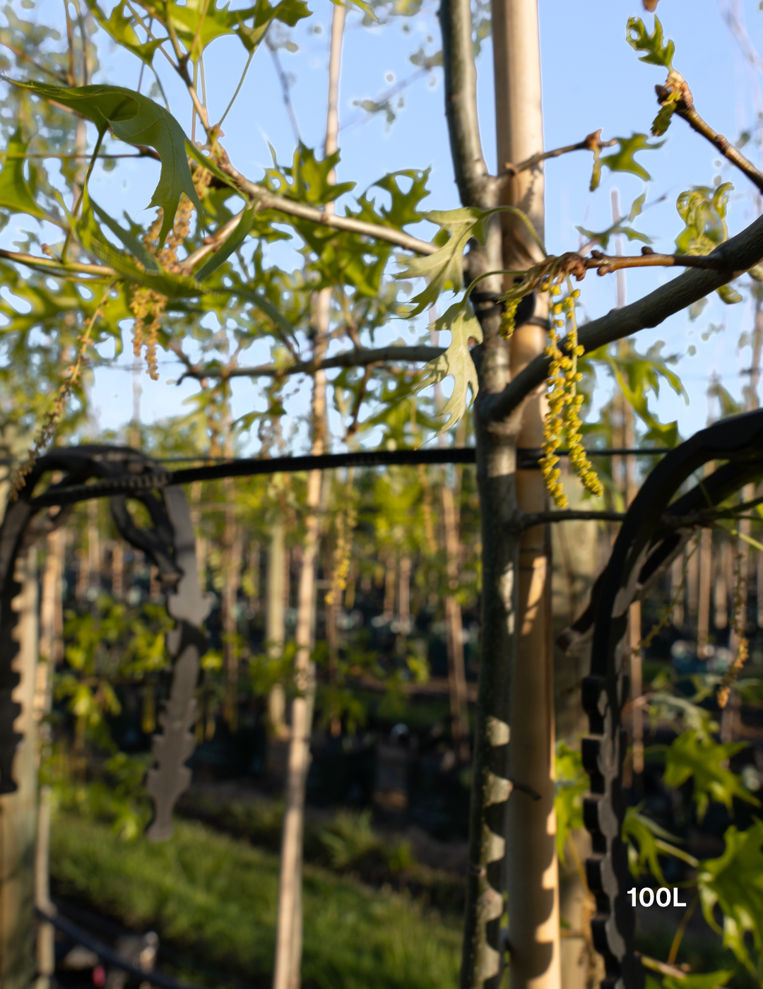 Quercus palustris ‘Early Fall’ – Early Fall Pin Oak - Evergreen Trees Direct