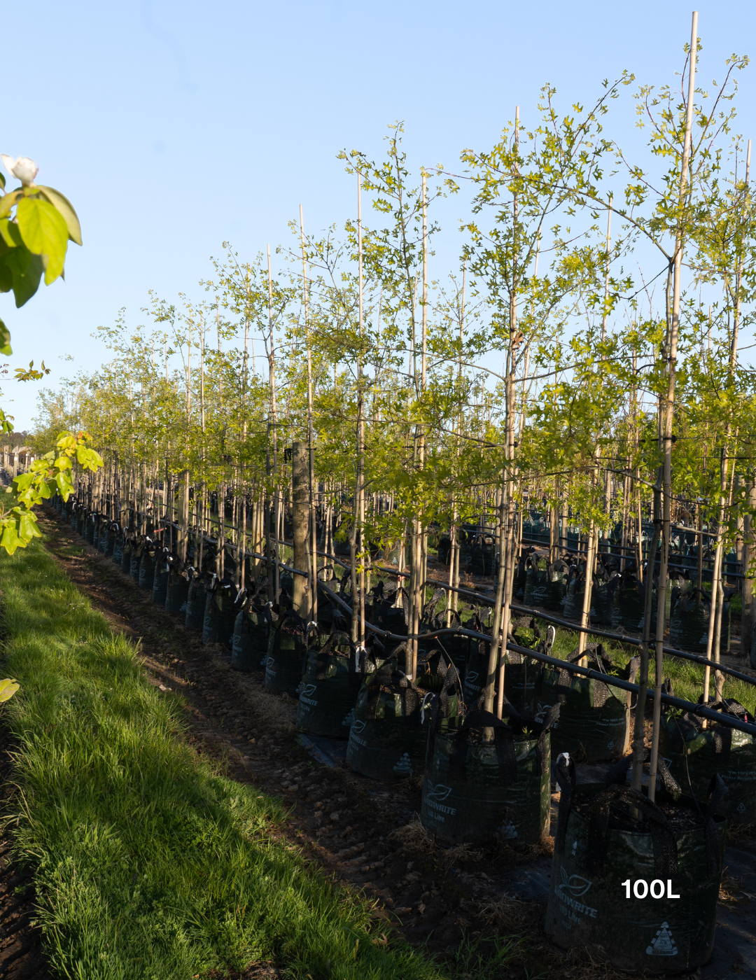 Quercus palustris ‘Early Fall’ – Early Fall Pin Oak - Evergreen Trees Direct