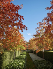 Quercus palustris - Pin Oak - Evergreen Trees Direct