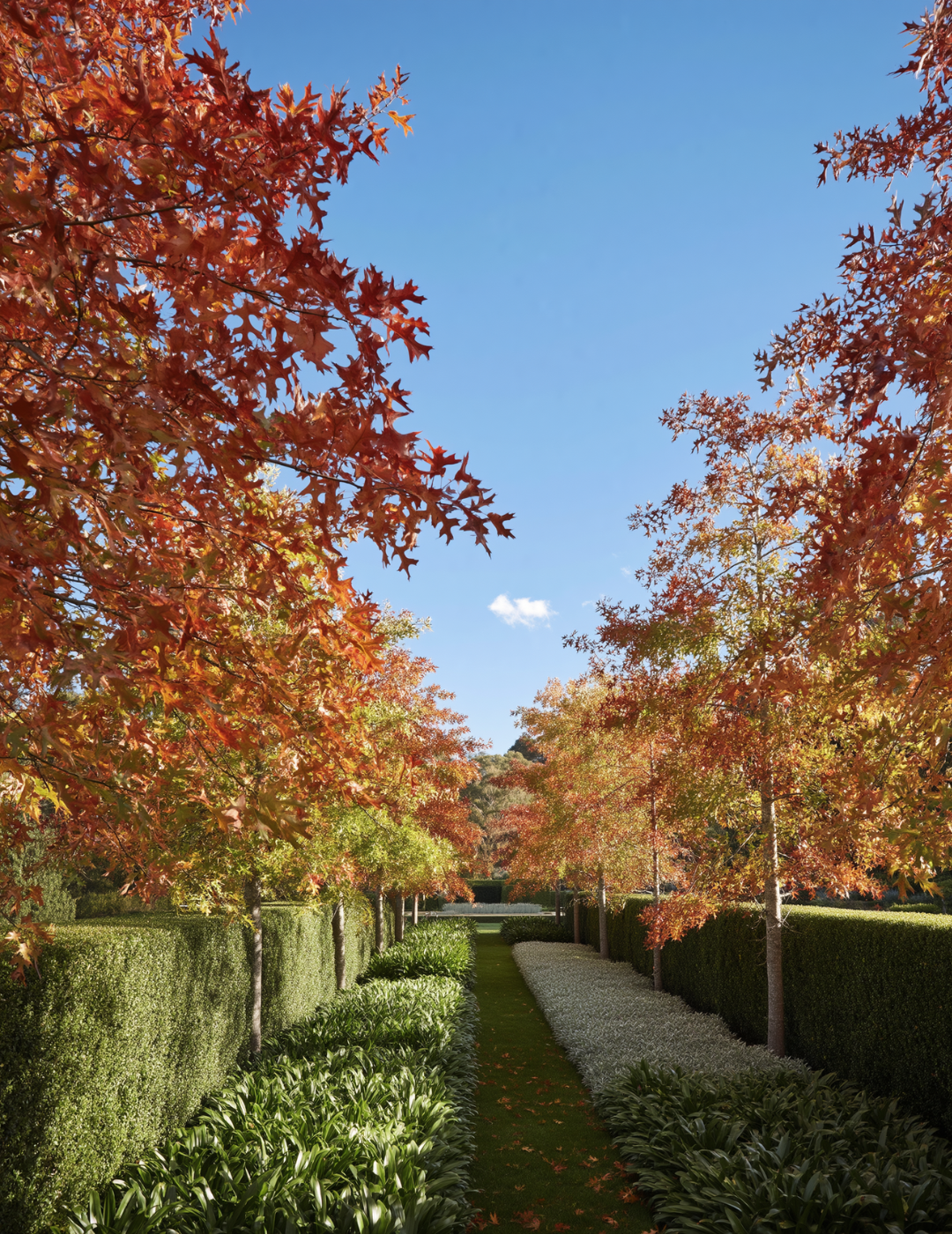 Quercus palustris - Pin Oak - Evergreen Trees Direct