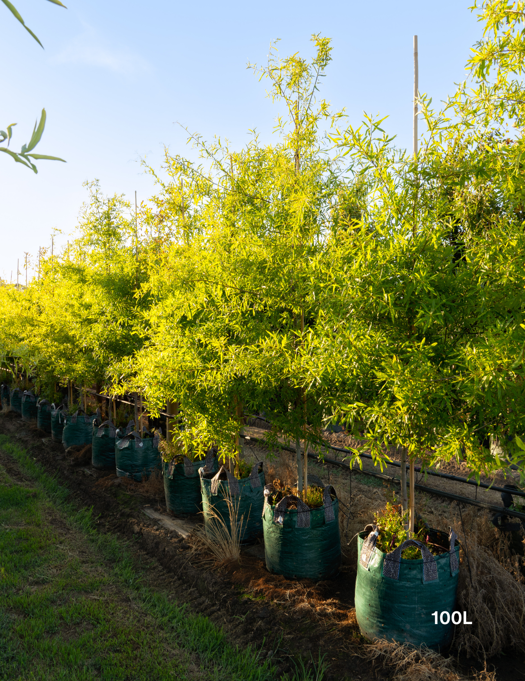 Quercus phellos – Willow Oak - Evergreen Trees Direct