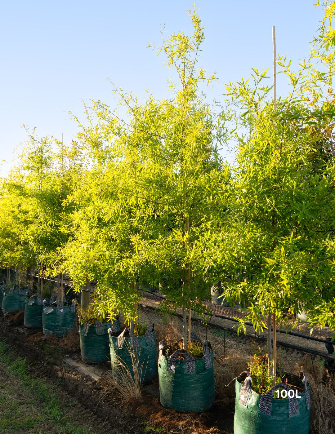 Quercus phellos – Willow Oak - Evergreen Trees Direct