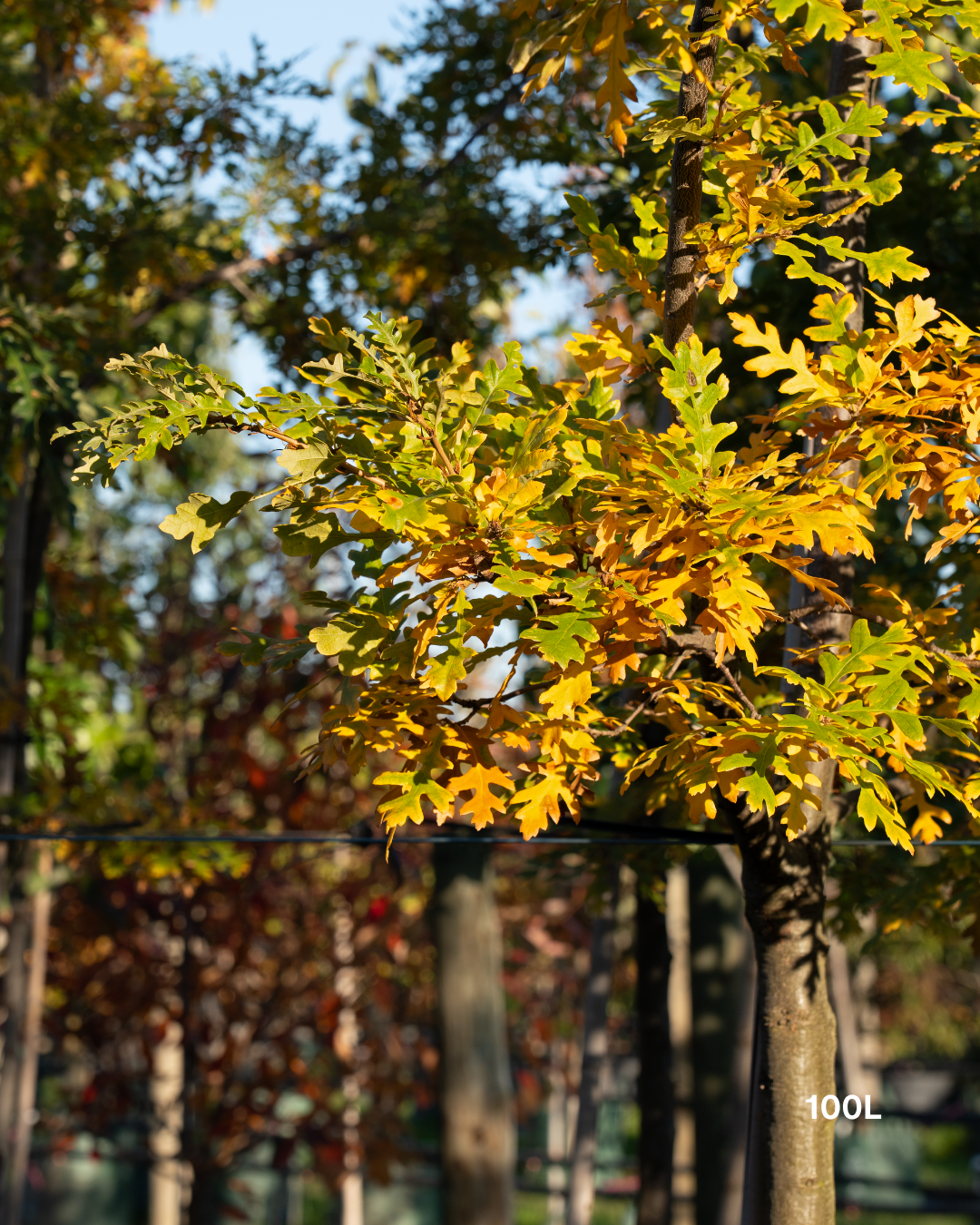 Quercus robur (English Oak)
