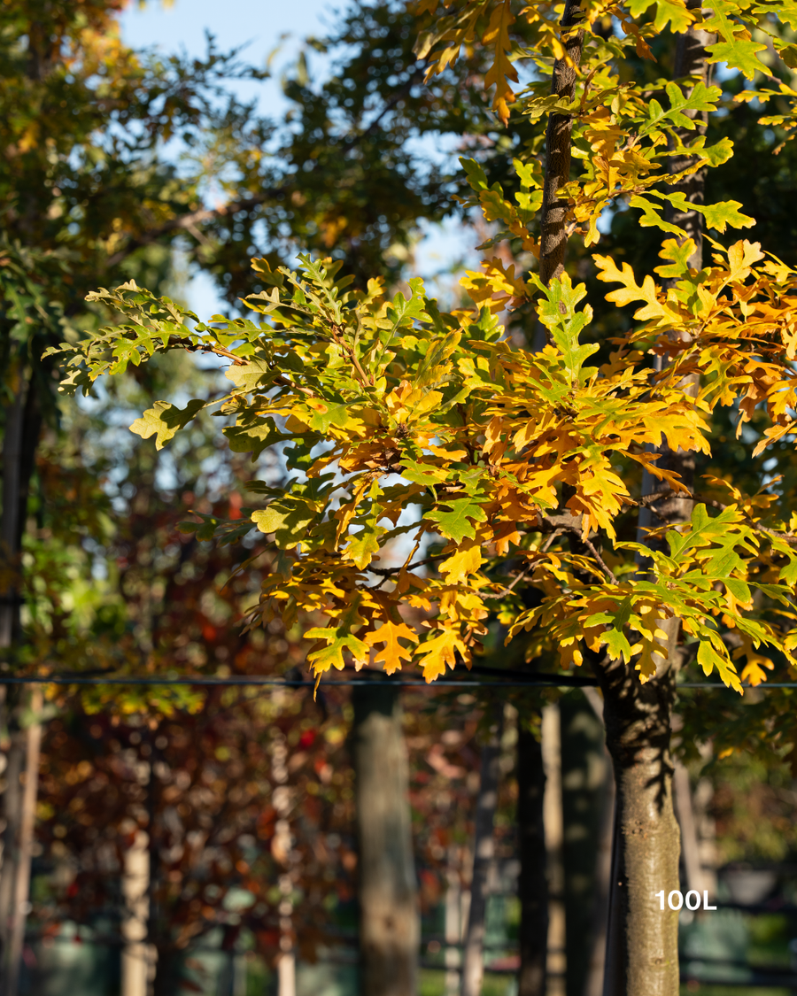 Quercus robur (English Oak)