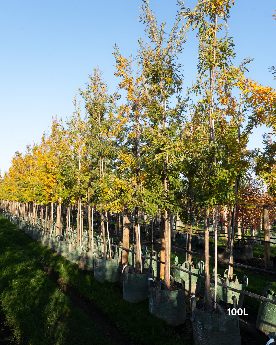 Quercus robur (English Oak)