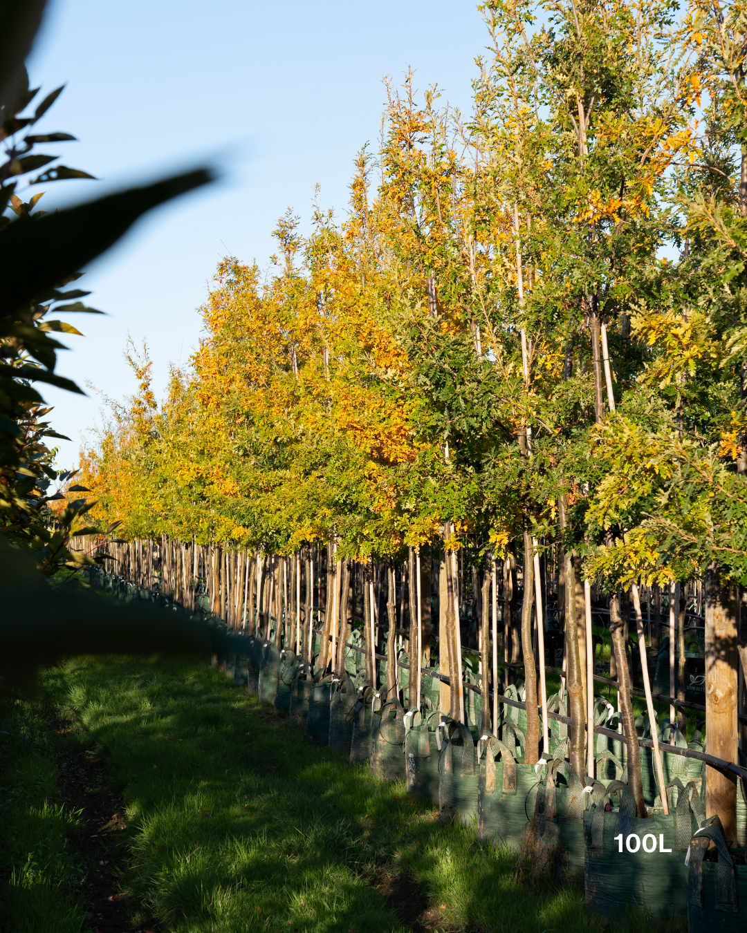 Quercus robur (English Oak)
