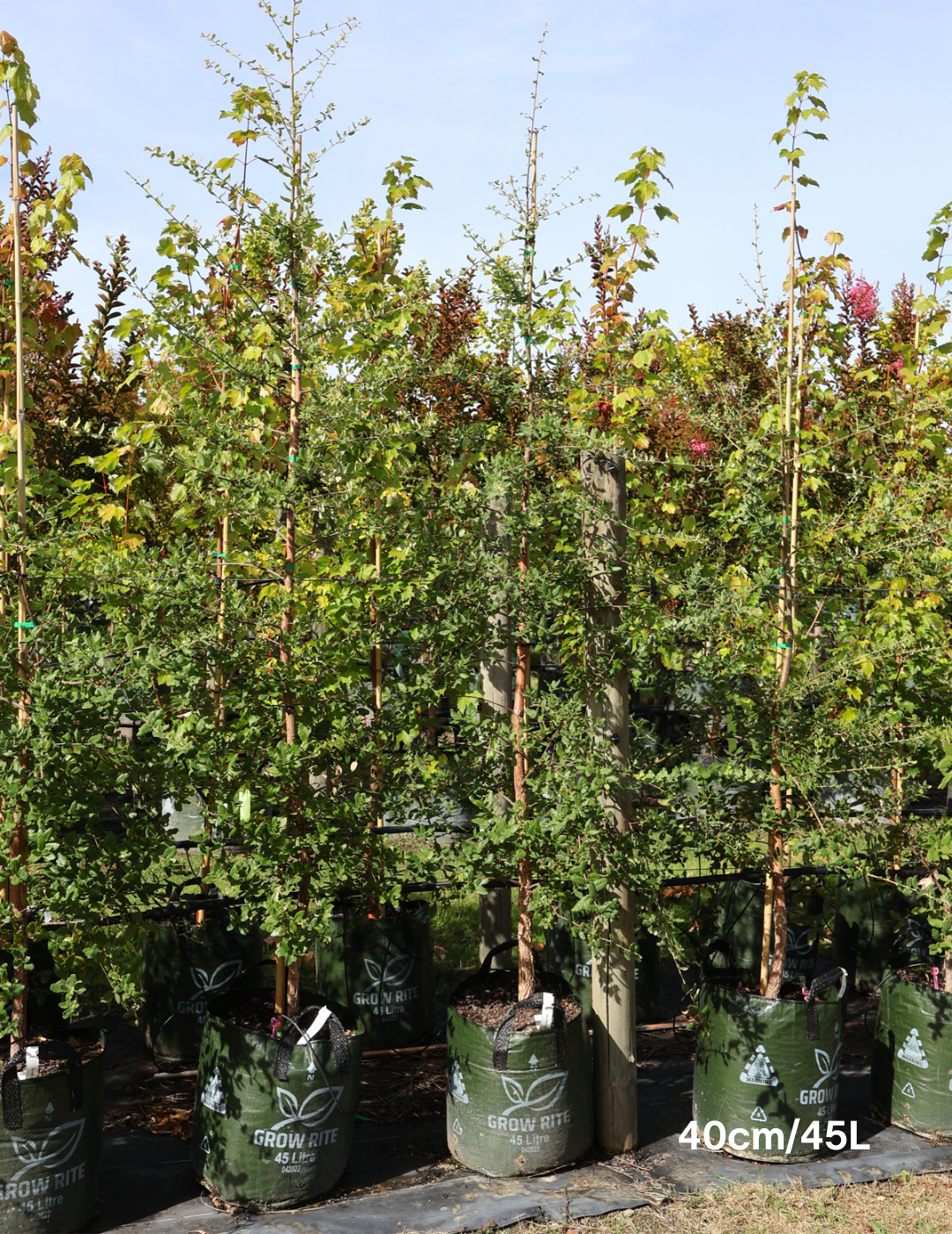 Quercus suber - Evergreen Trees Direct