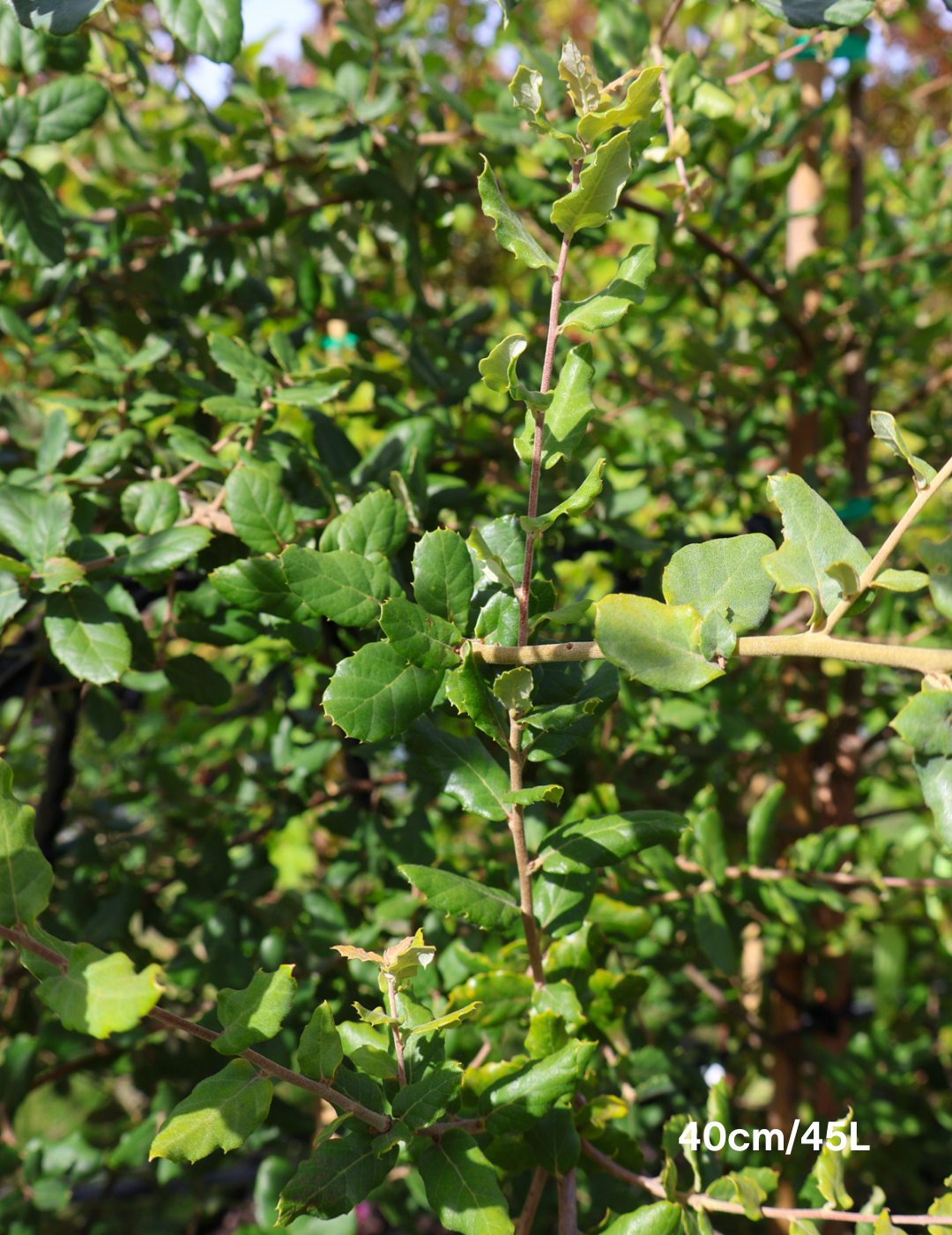 Quercus suber - Evergreen Trees Direct
