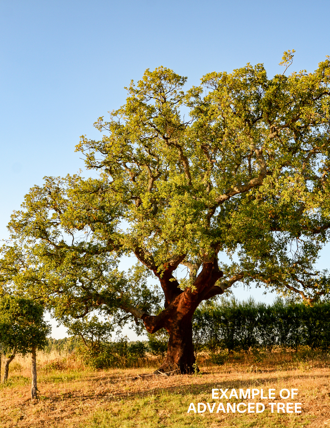 Quercus suber - Evergreen Trees Direct