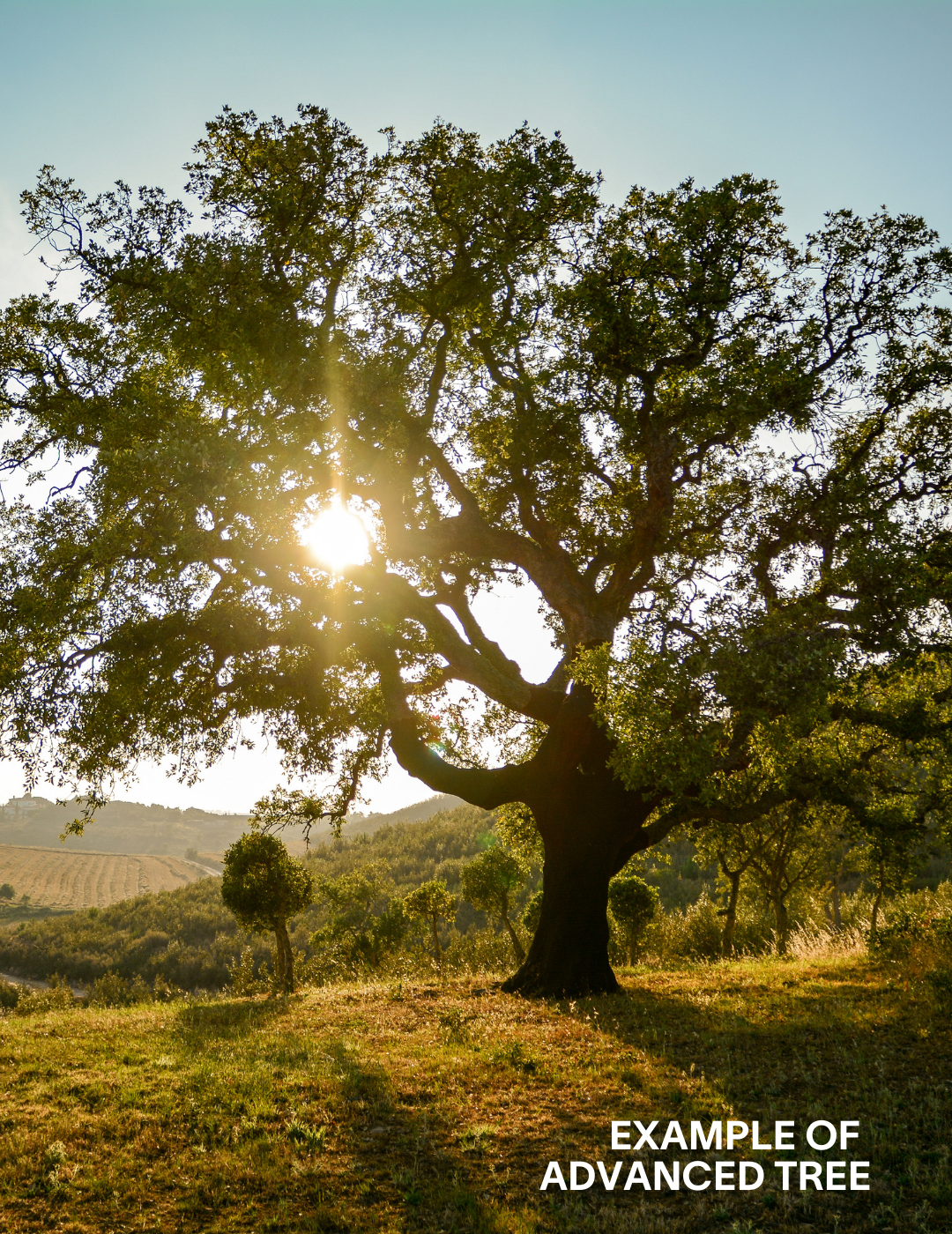 Quercus suber - Evergreen Trees Direct