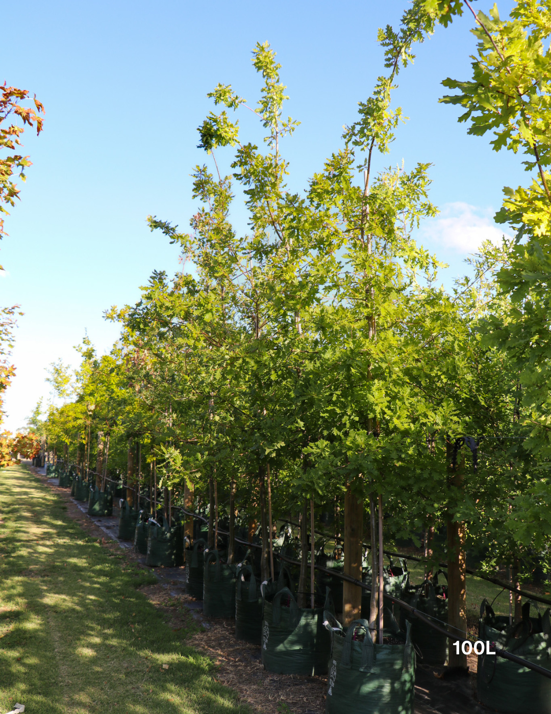 Quercus robur