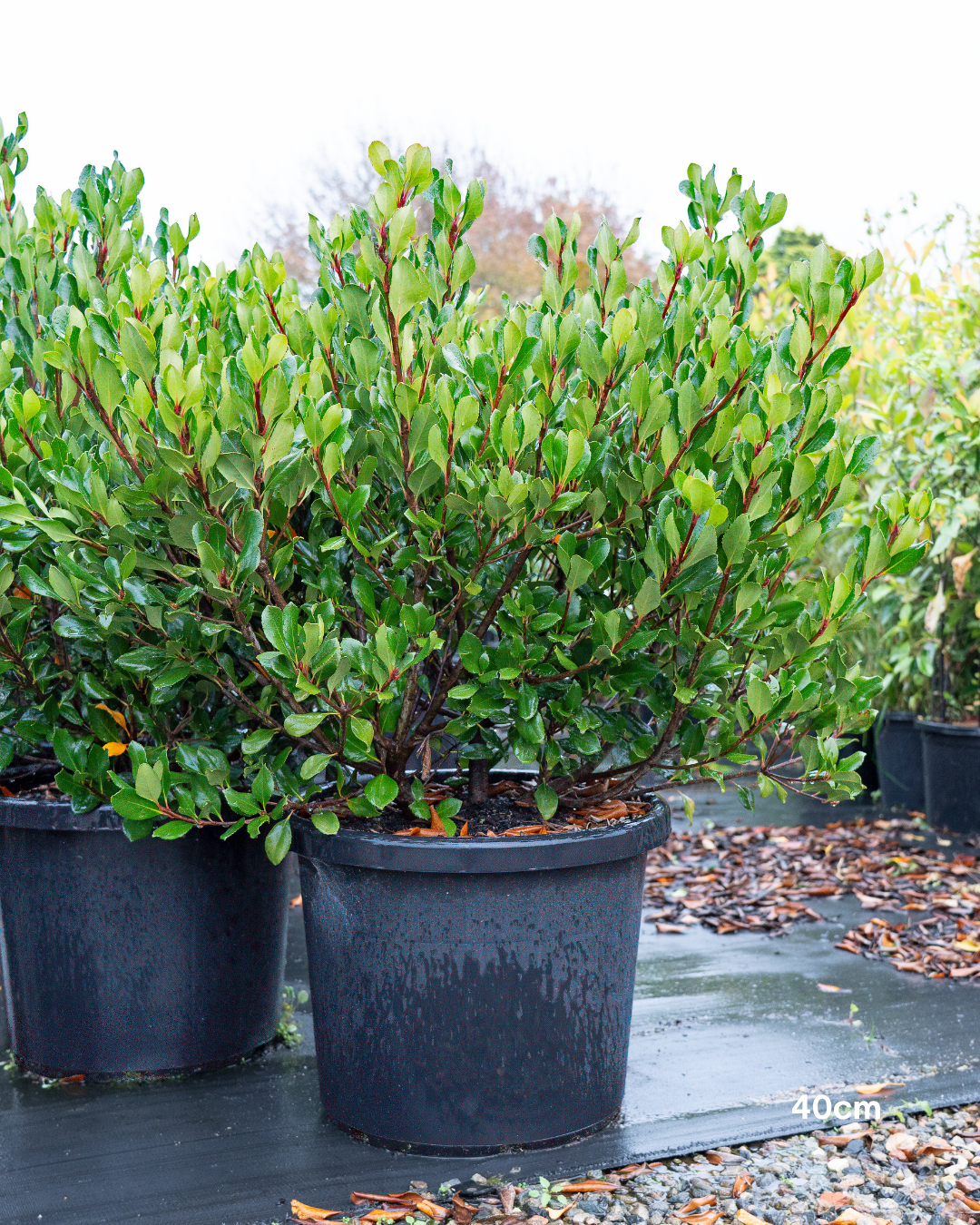 Rhaphiolepis indica – Indian Hawthorn