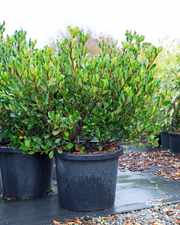 Rhaphiolepis indica – Indian Hawthorn