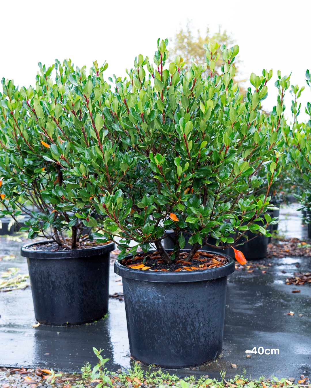 Rhaphiolepis indica – Indian Hawthorn