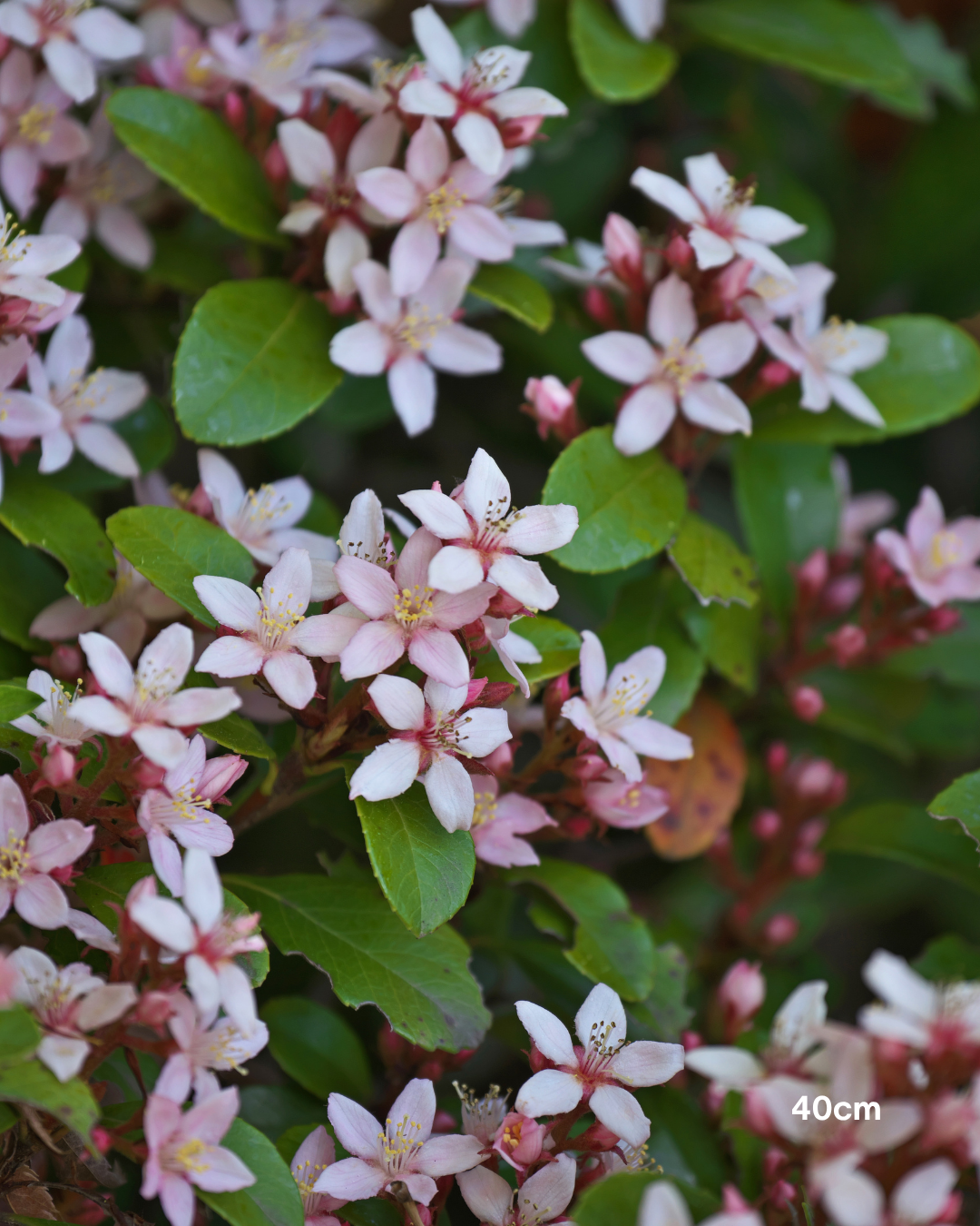 Rhaphiolepis indica – Indian Hawthorn