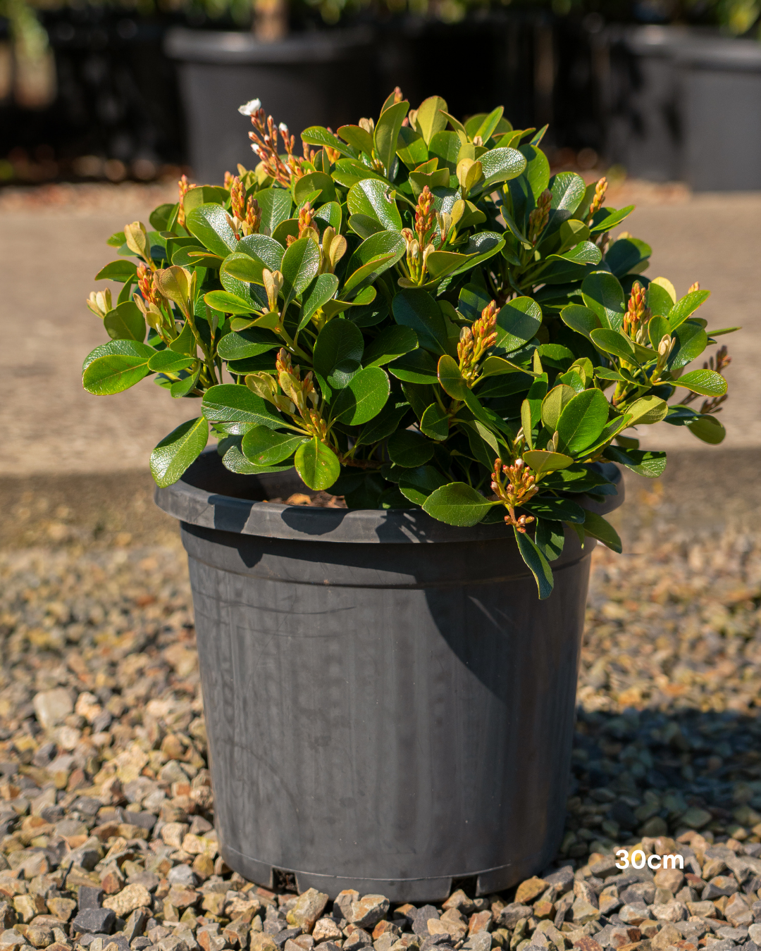 Rhaphiolepis indica 'Oriental Pearl'