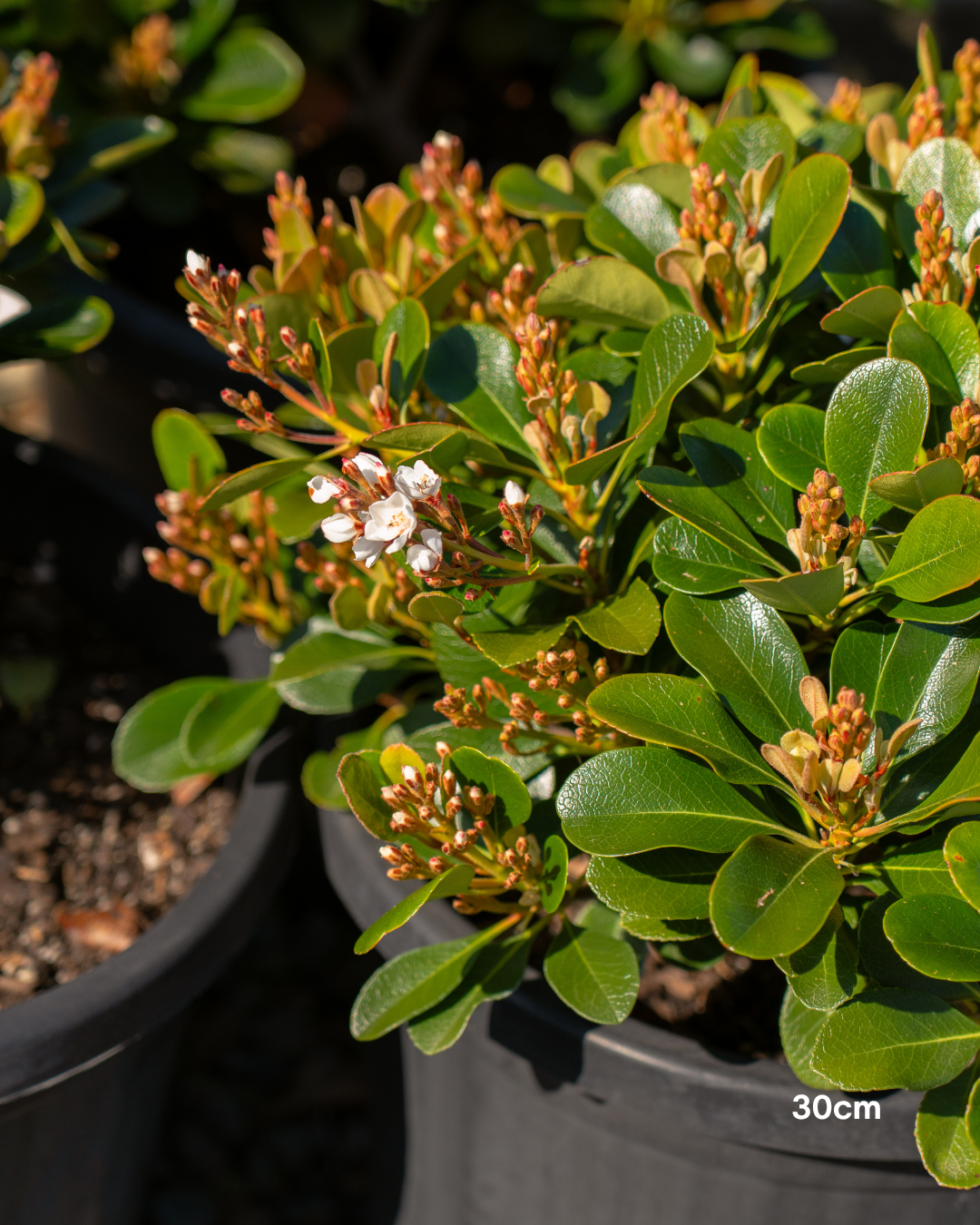 Rhaphiolepis indica 'Oriental Pearl'