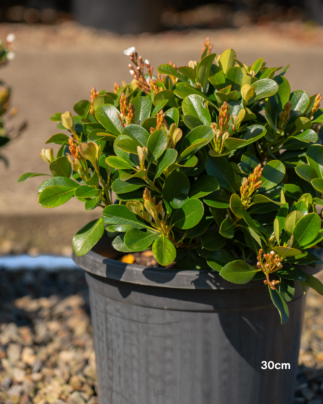 Rhaphiolepis indica 'Oriental Pearl'