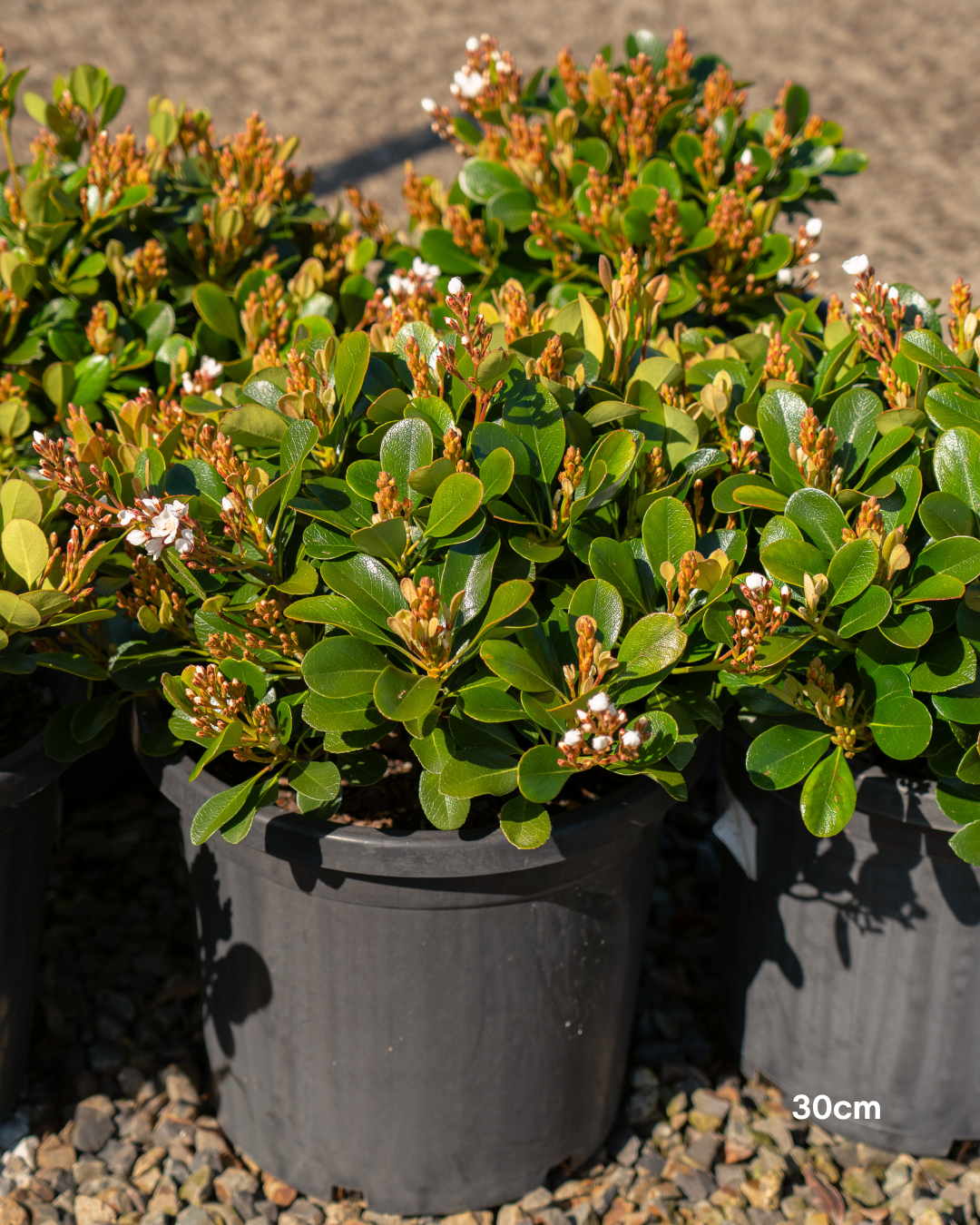 Rhaphiolepis indica 'Oriental Pearl'