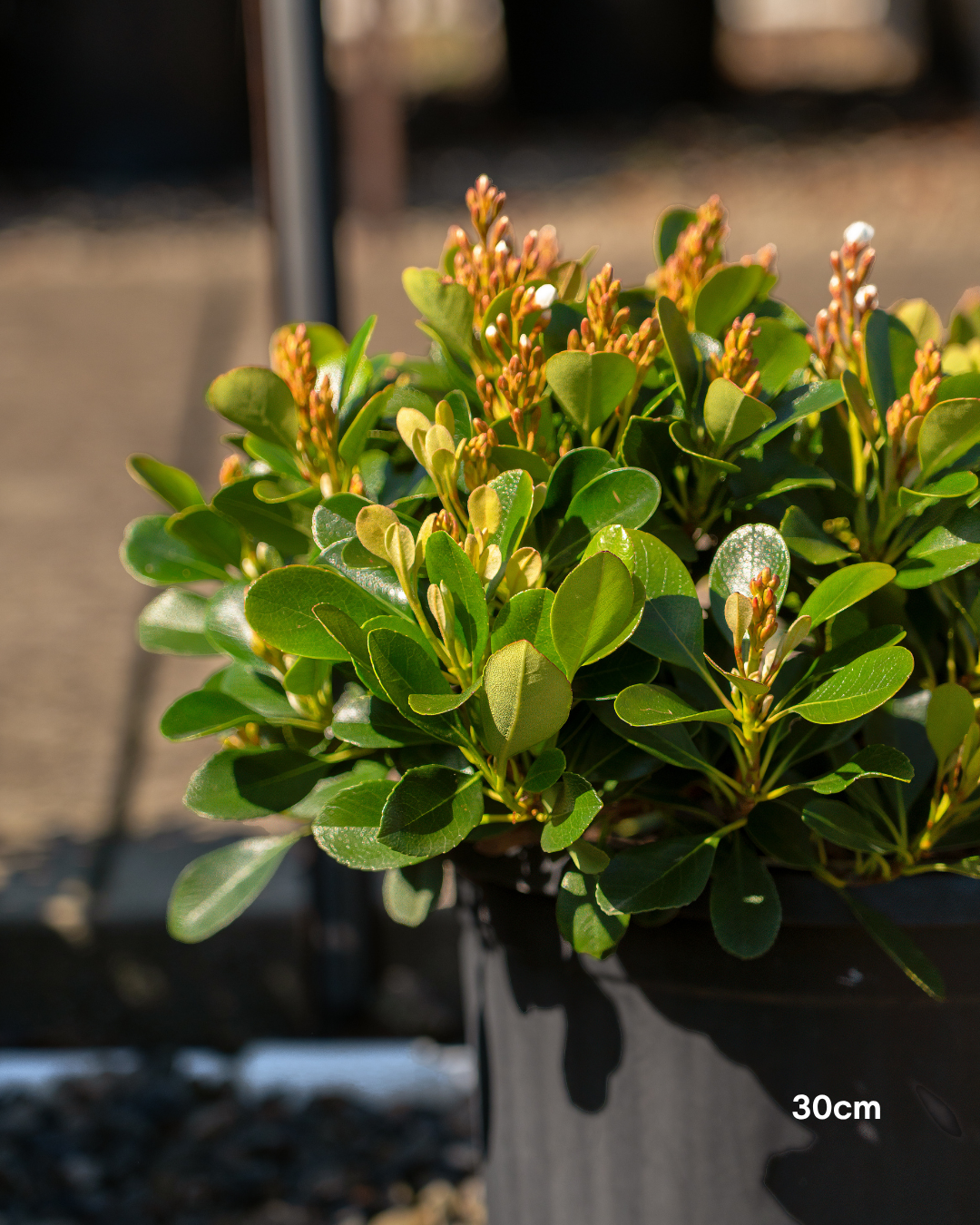 Rhaphiolepis indica 'Oriental Pearl'