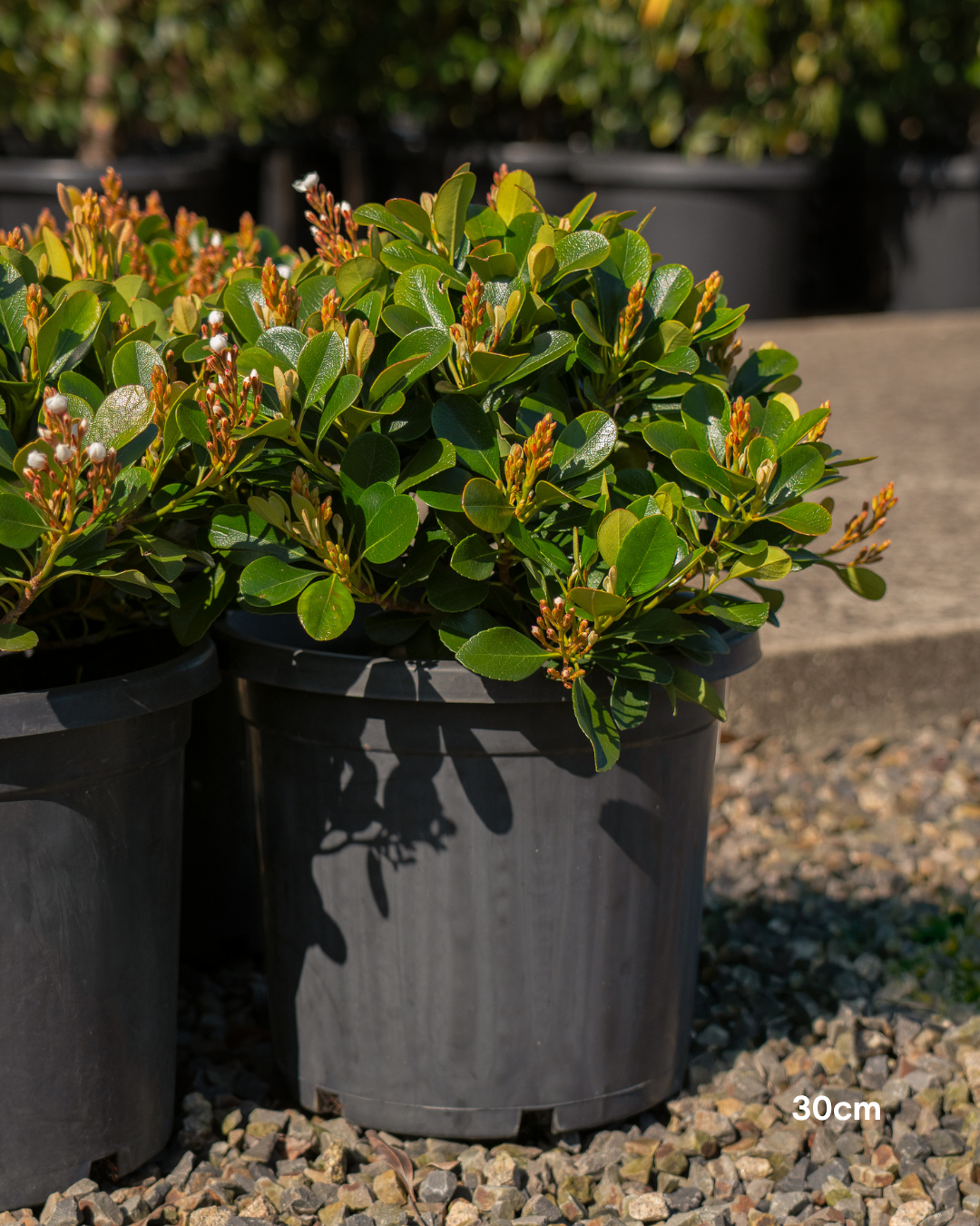 Rhaphiolepis indica 'Oriental Pearl'