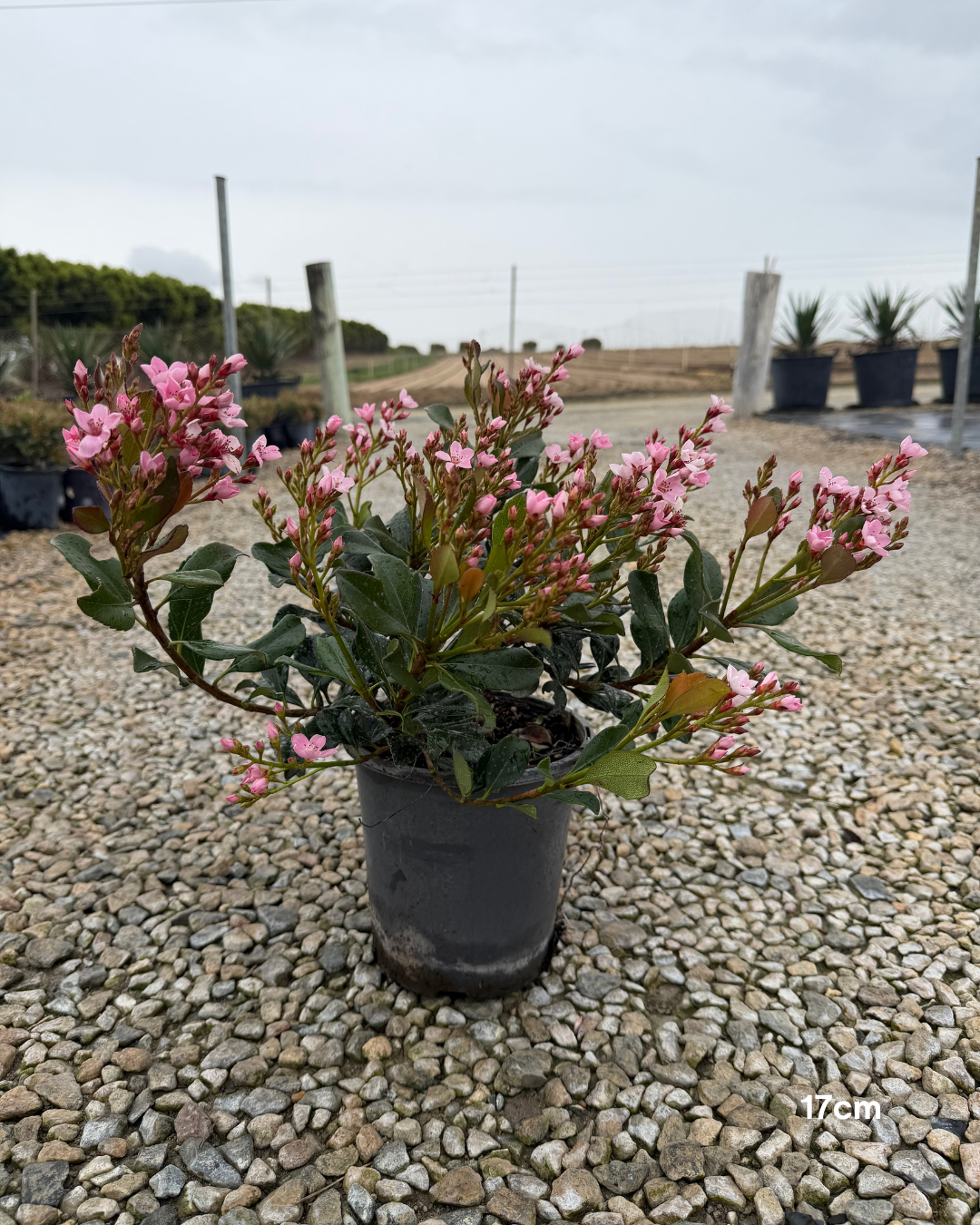 Rhaphiolepis indica 'Rajah' – Rajah Indian Hawthorn