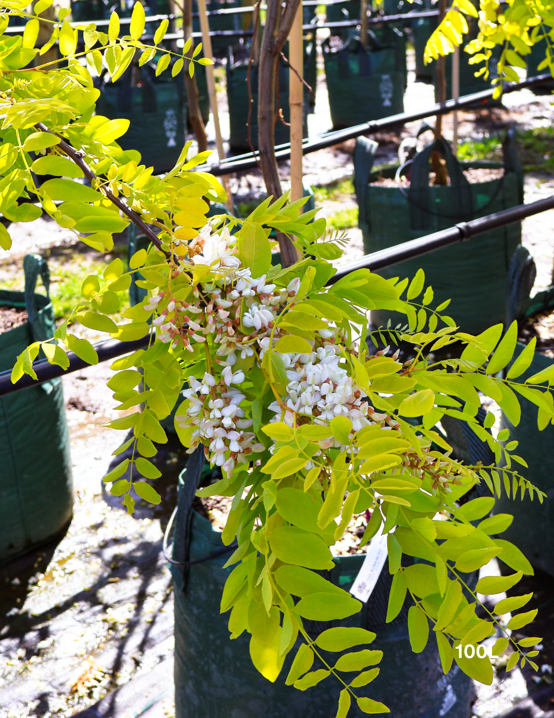 Robinia pseudoacacia ‘Frisia’ – Golden Robinia Tree - Evergreen Trees Direct